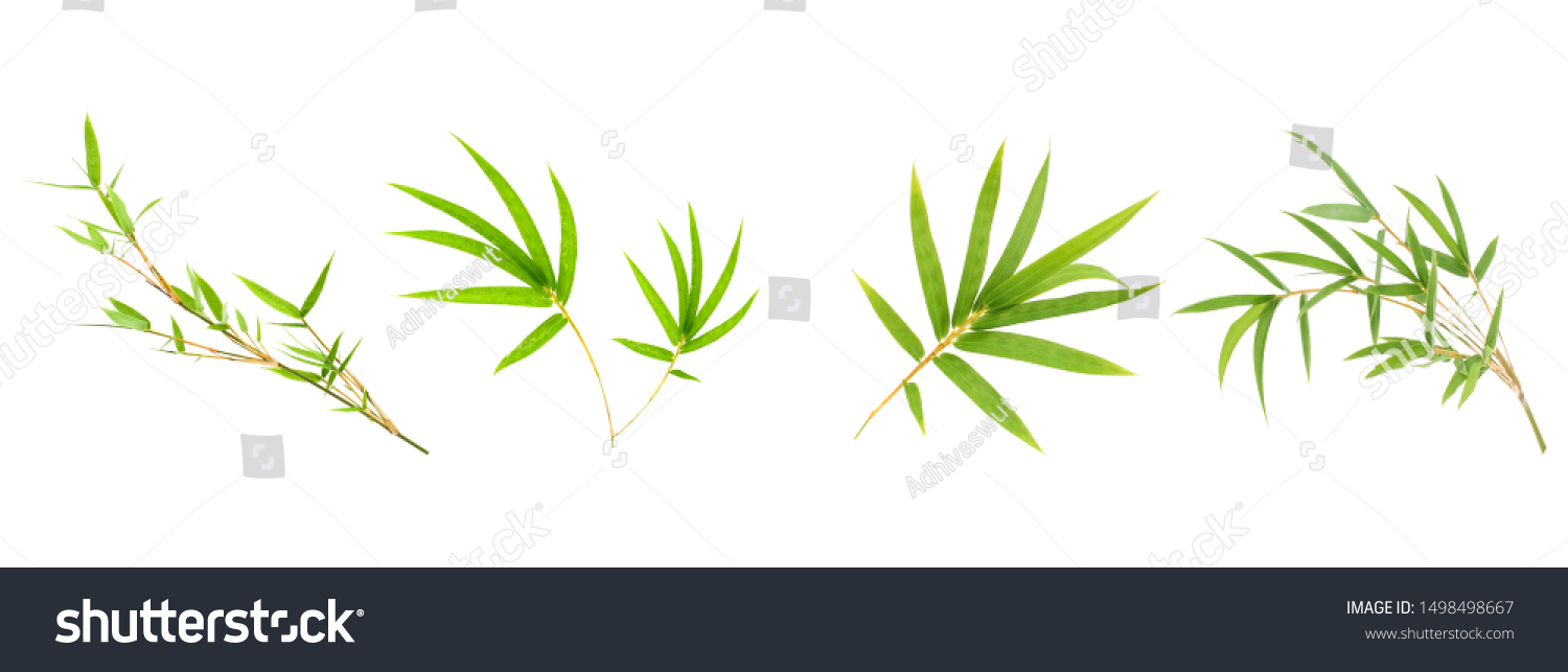 Bamboo leaf isolated on white background, Fresh bamboo leaves texture as background or wallpaper, Chinese bamboo leaf, Collection or set of green bamboo leaves #1498498667