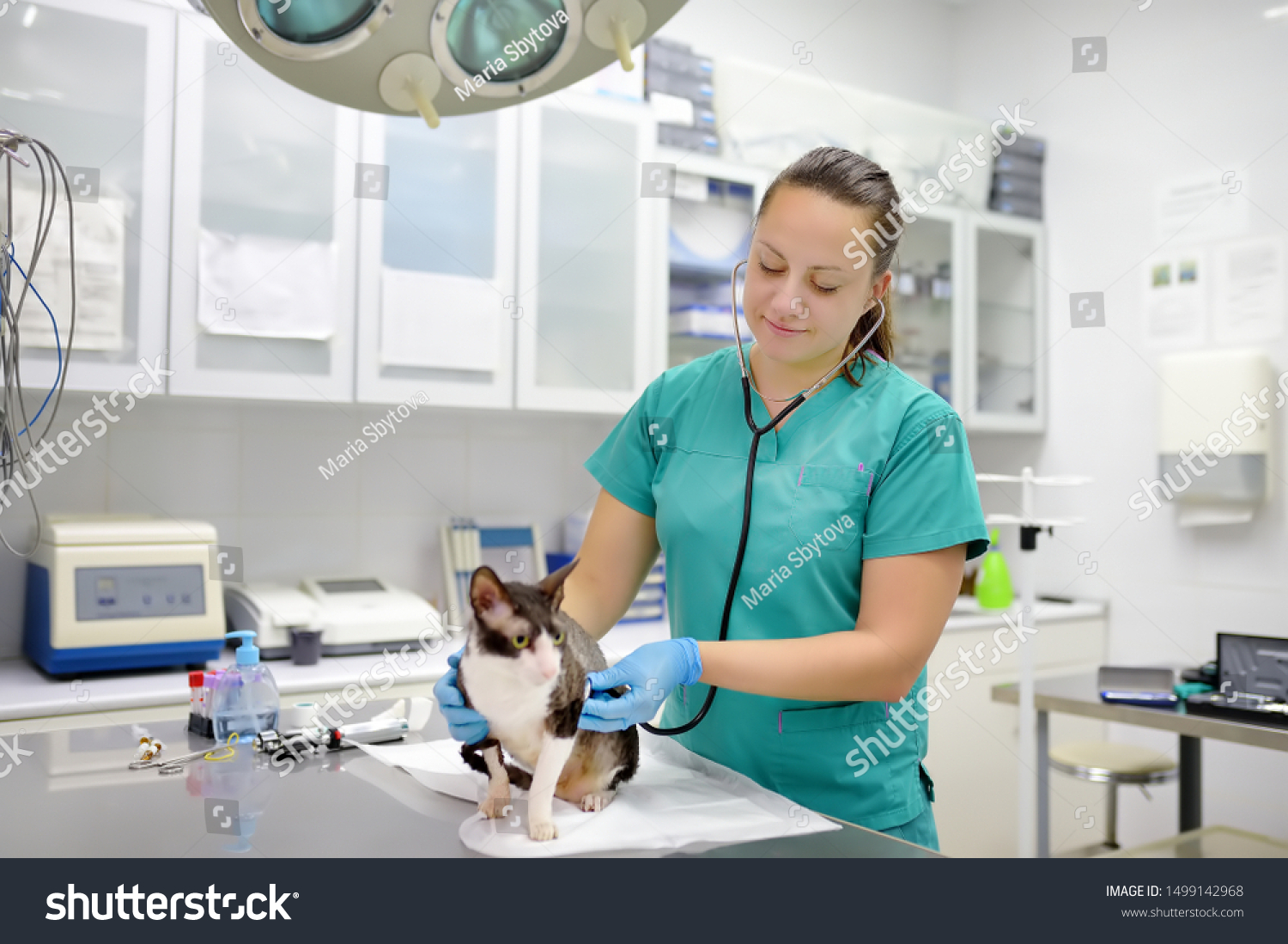 Veterinarian examines a cat of a disabled Cornish Rex breed in a veterinary clinic. The cat has only three legs. #1499142968