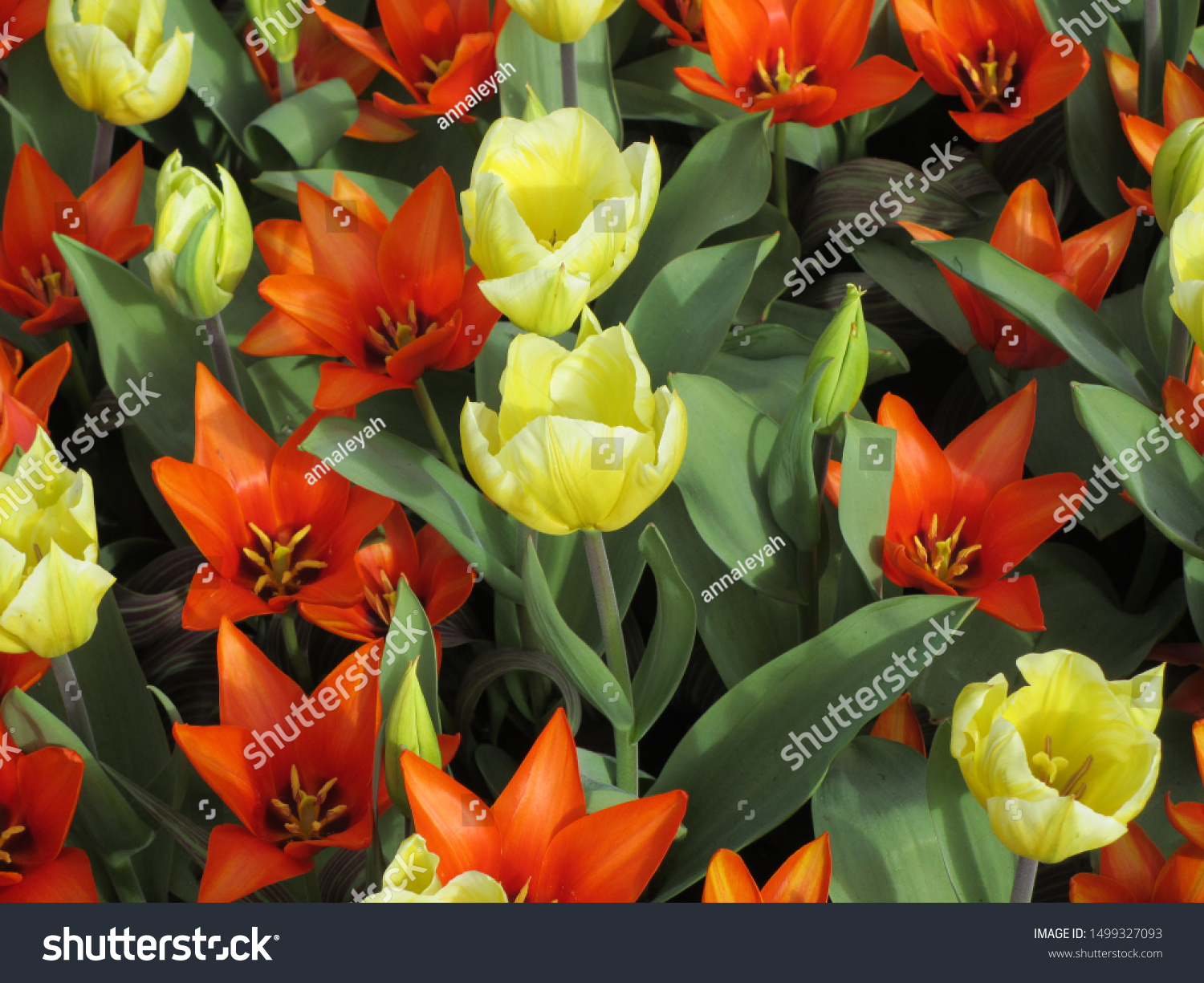 Beautiful brightly coloured tulips. Netherlands #1499327093