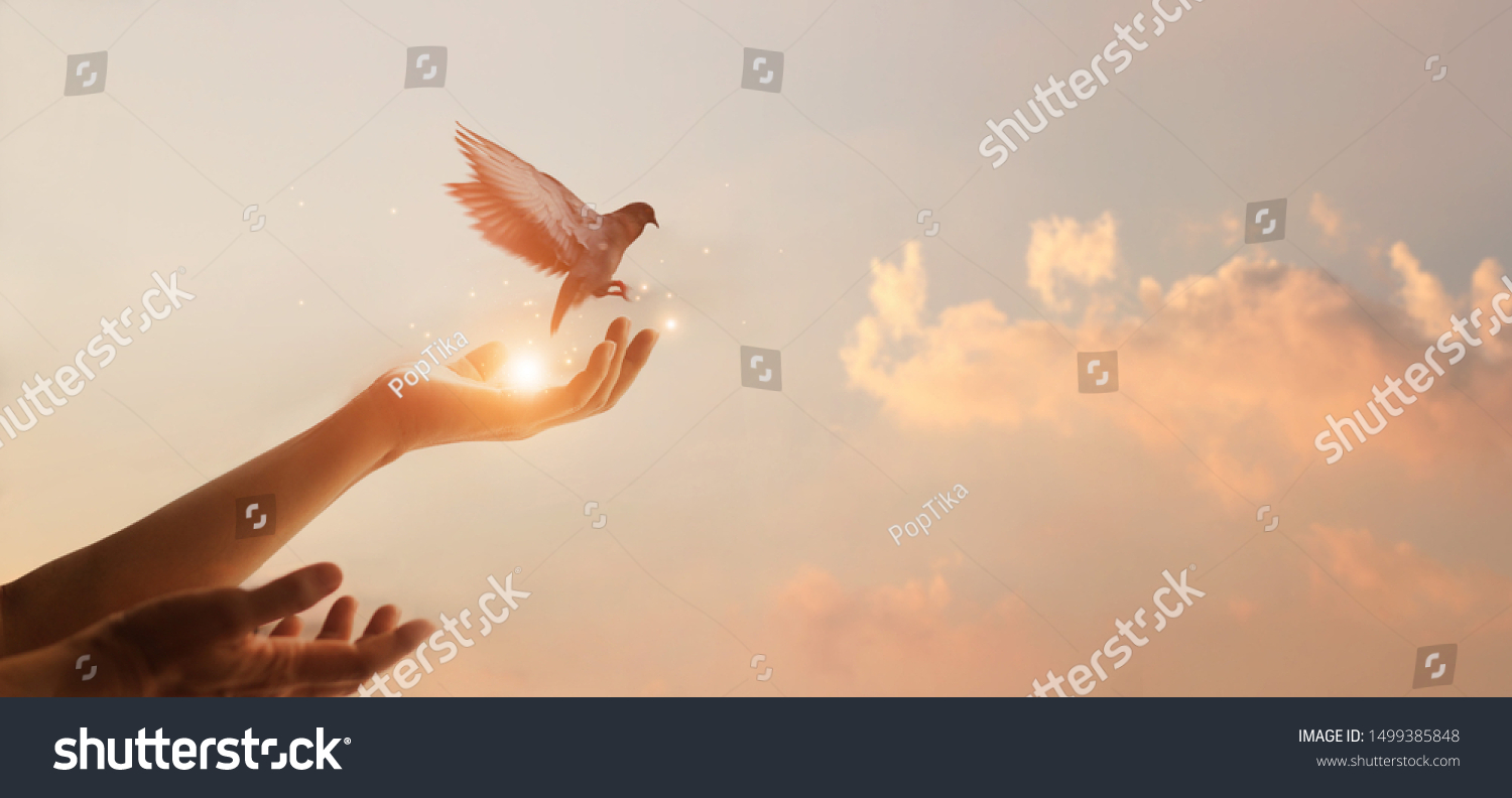 Woman praying and free bird enjoying nature on sunset background, hope concept  #1499385848