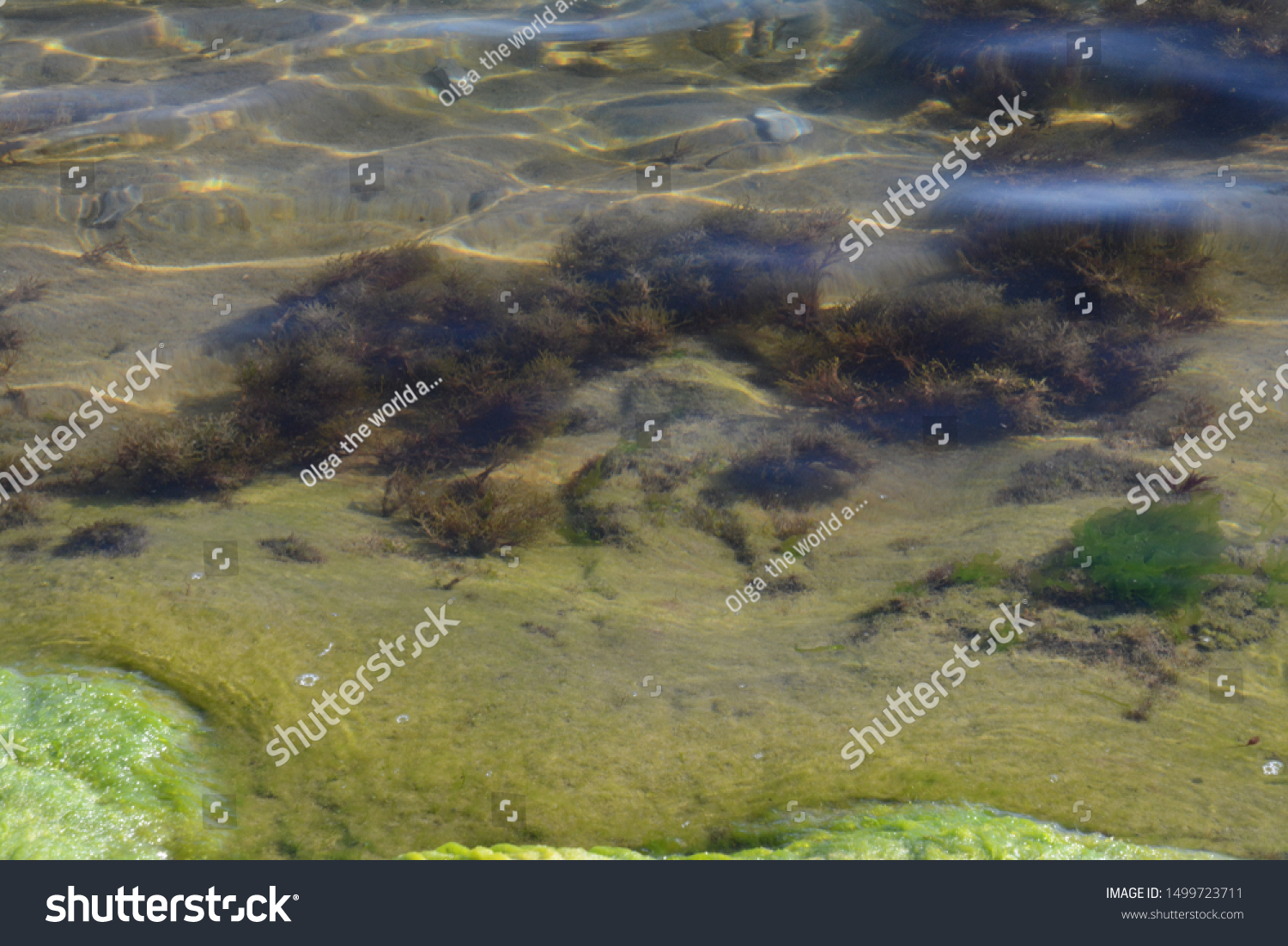 flora and fauna under water, sea #1499723711