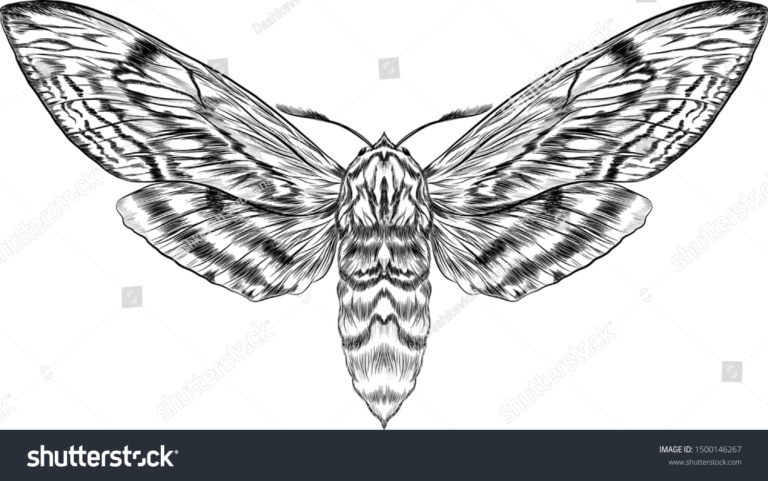 black and white furry moth coloring - Royalty Free Stock Vector ...