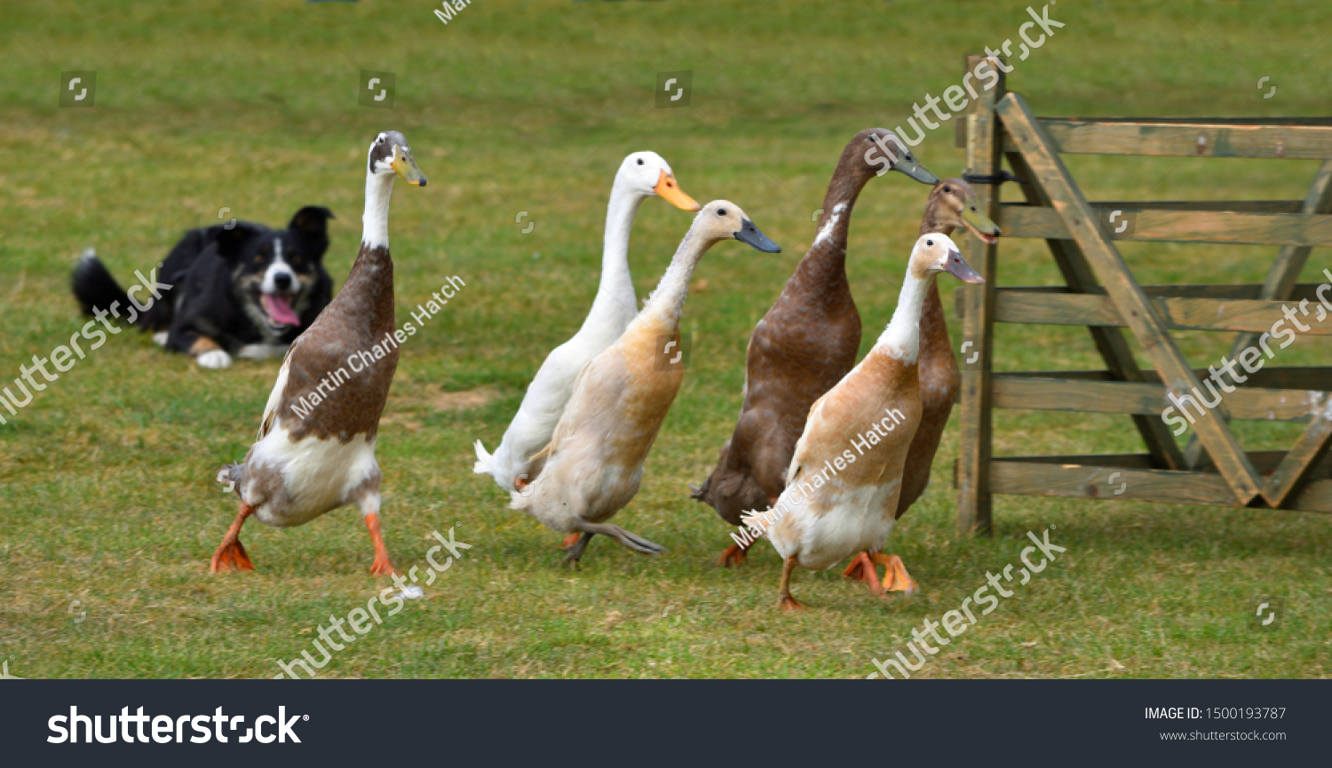 Ducks being herded by a Border Collie Dog. #1500193787