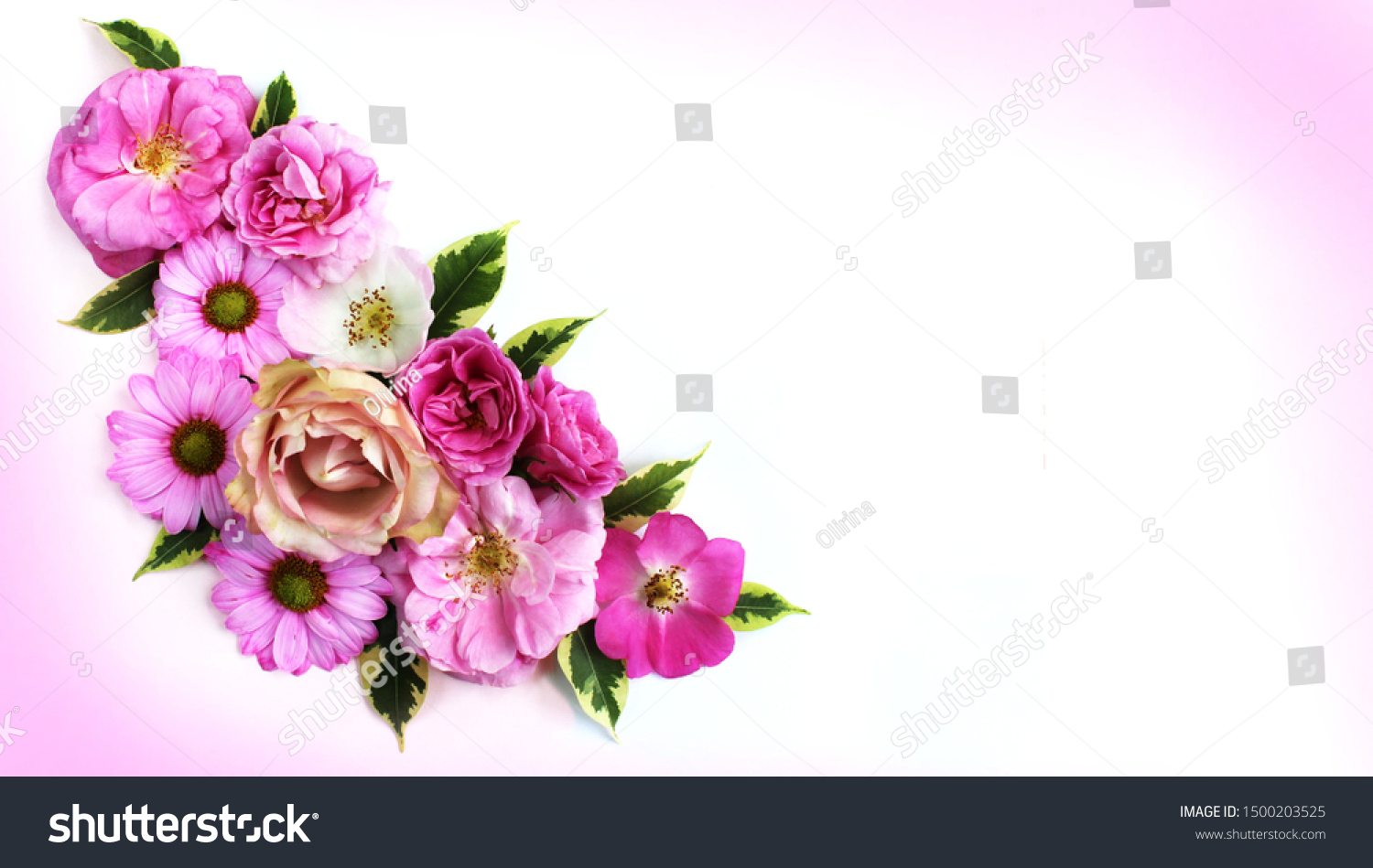 Festive floral arrangement of pink and crimson roses on a white background. Delicate pastels. Delicate style. Background for cards, invitations, greetings. #1500203525