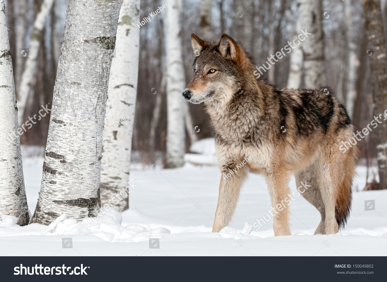 Grey Wolf (Canis lupus) Stands Towards Left - captive animal #150049802
