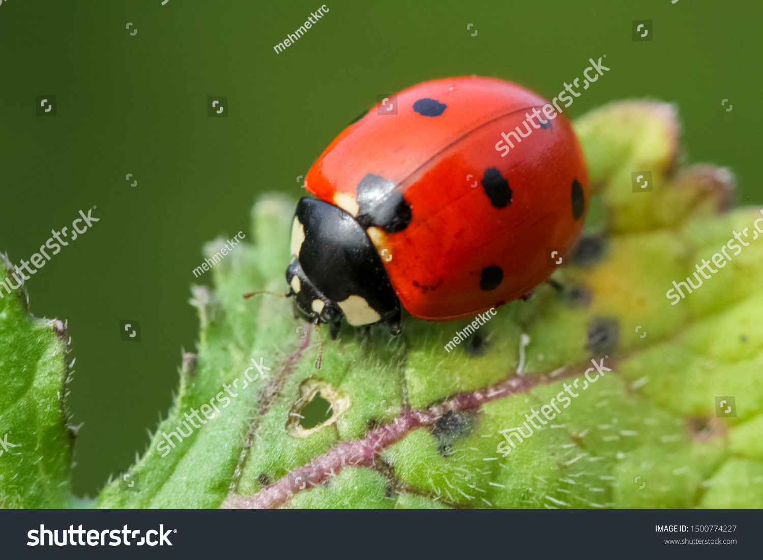 Ladybug on grass macro close up #1500774227