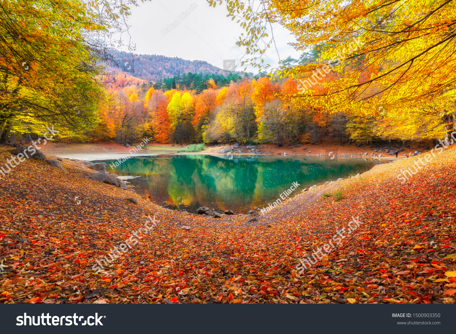 Autumn colors. Autumn time. Colorful fallen leaves in the lake. Magnificent landscape. Yedigoller National Park. Bolu, Istanbul, Turkey. #1500903350