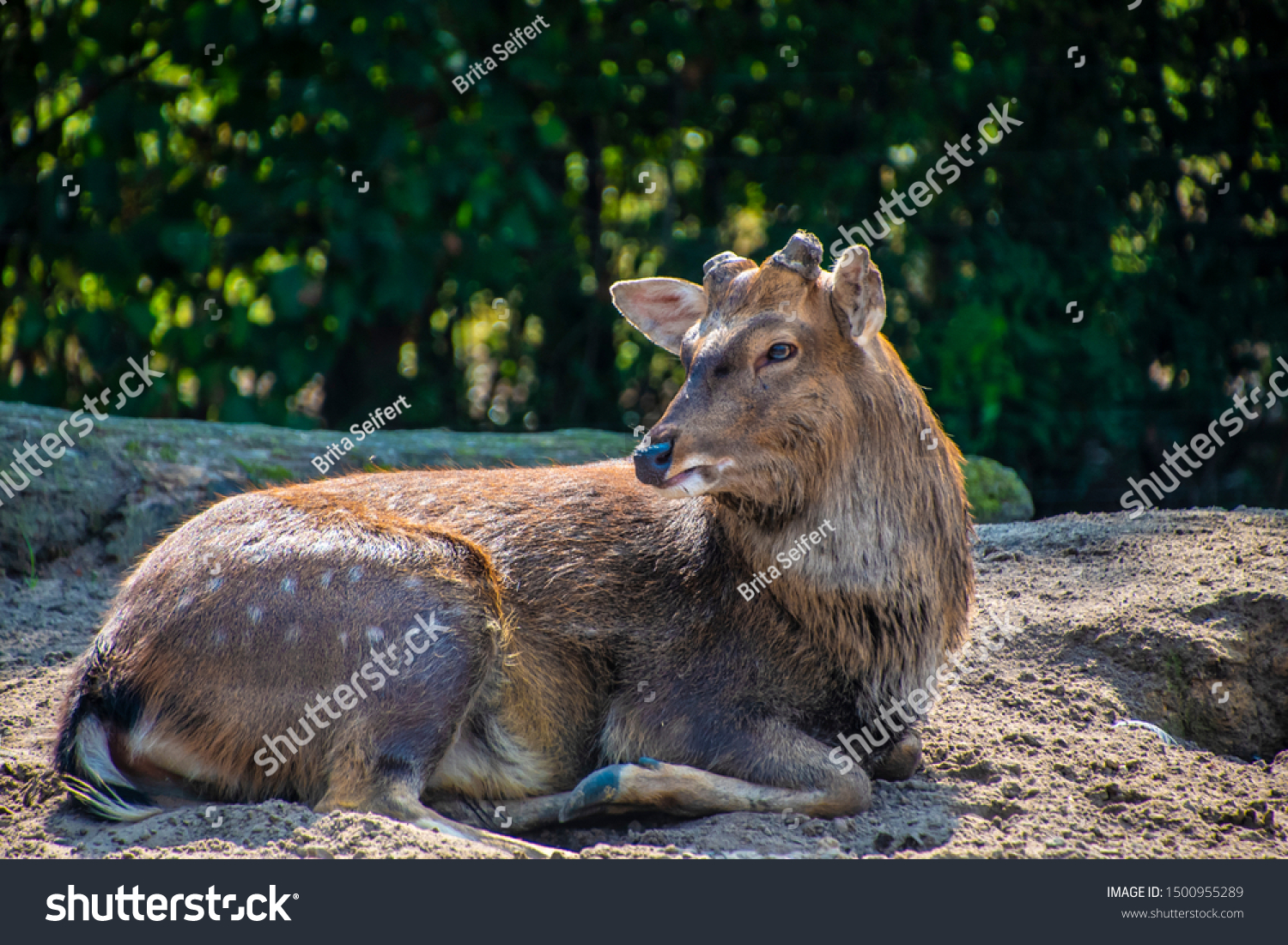 Large white-tailed deer buck after antler amputation #1500955289
