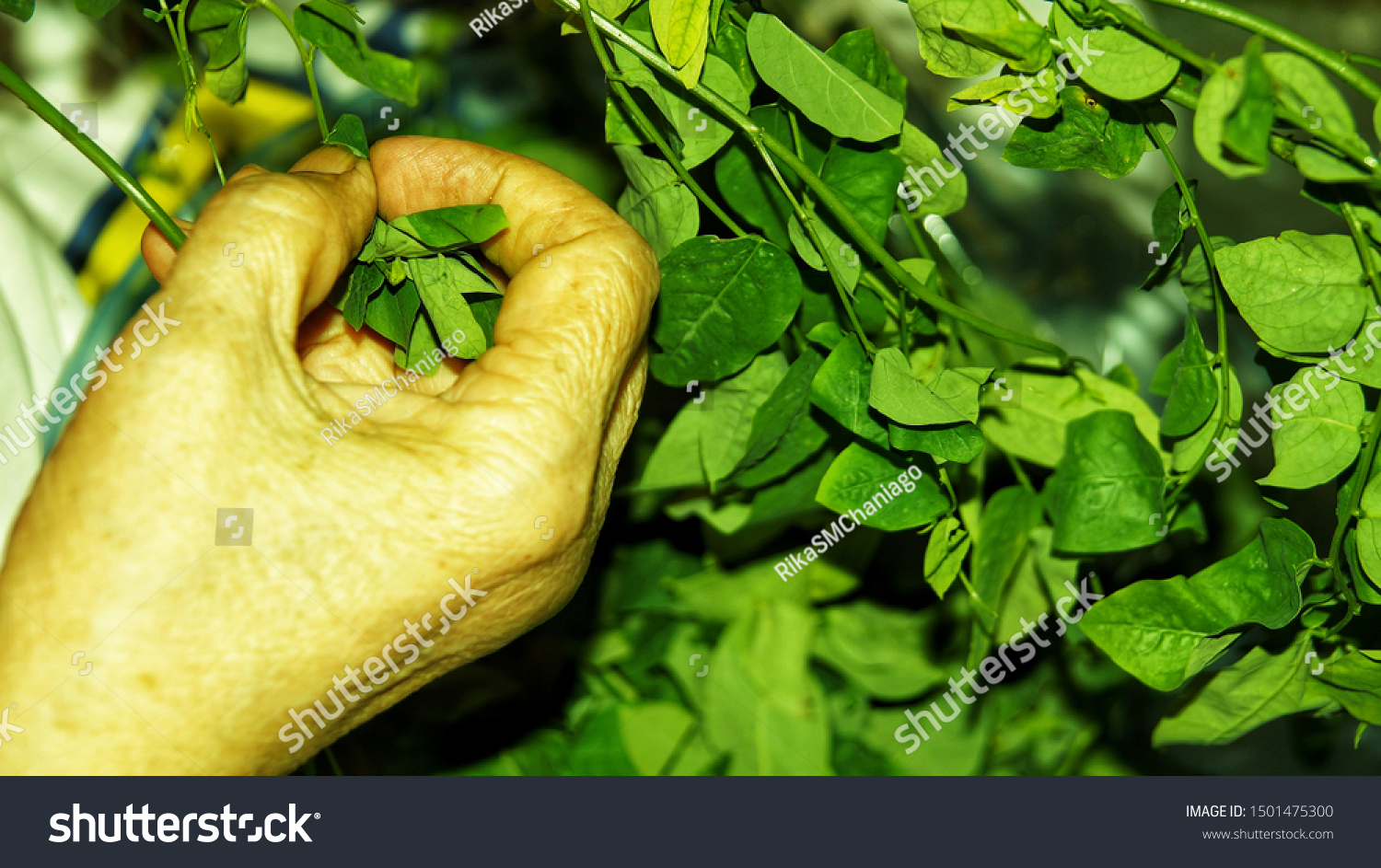 sayur manis, pucuk manis, sayur sabah, mani cai, greens from Borneo #1501475300