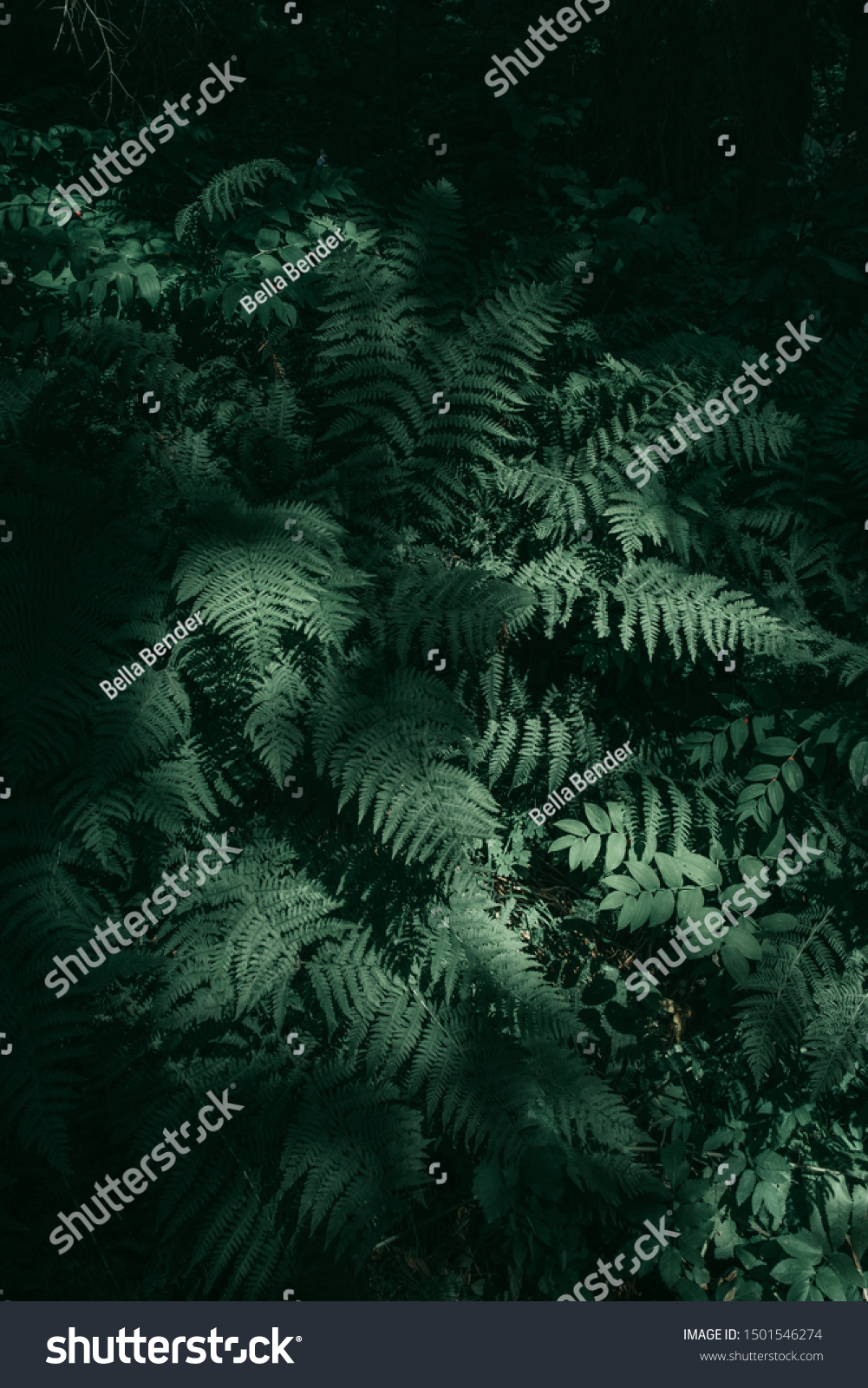 Ferns in the forest. Beautiful ferns, leaves, green foliage. Close up of beautiful growing ferns in the forest. Natural floral fern background in sunlight.  #1501546274