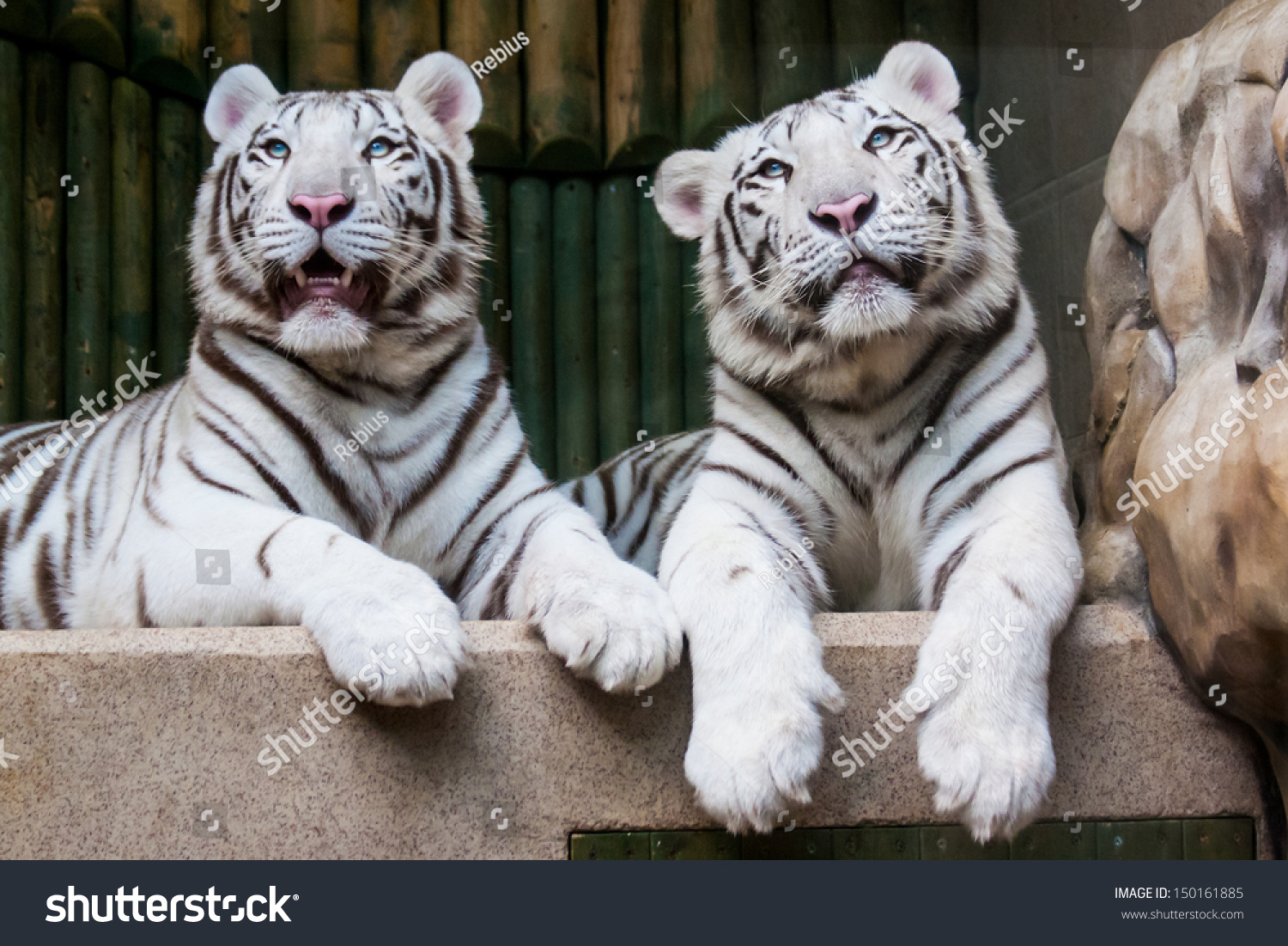 Two relaxing white tigers #150161885