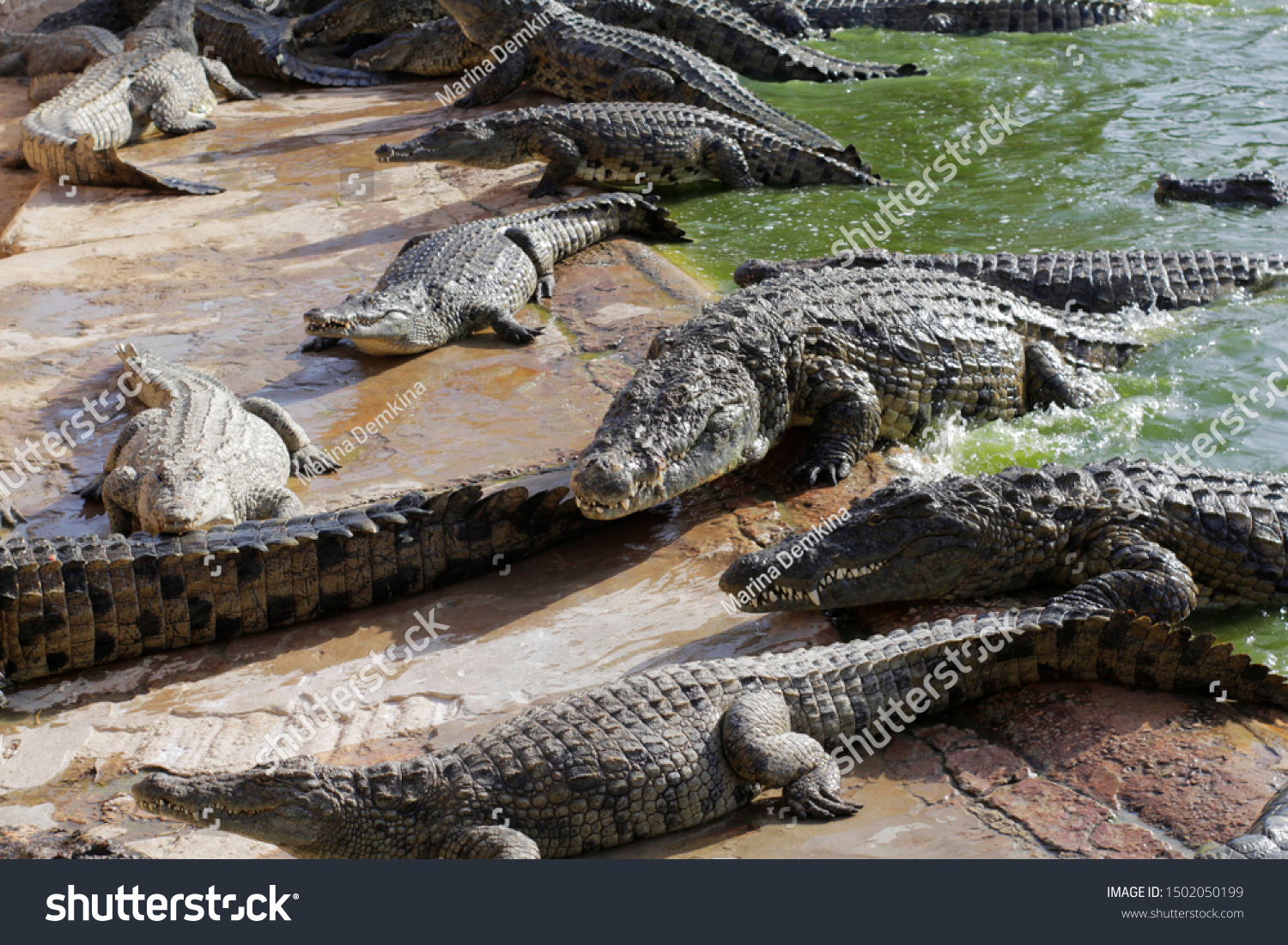 Crocodiles bask in the sun. Crocodiles in the pond. Crocodile farm. Cultivation of crocodiles. Crocodile sharp teeth. #1502050199