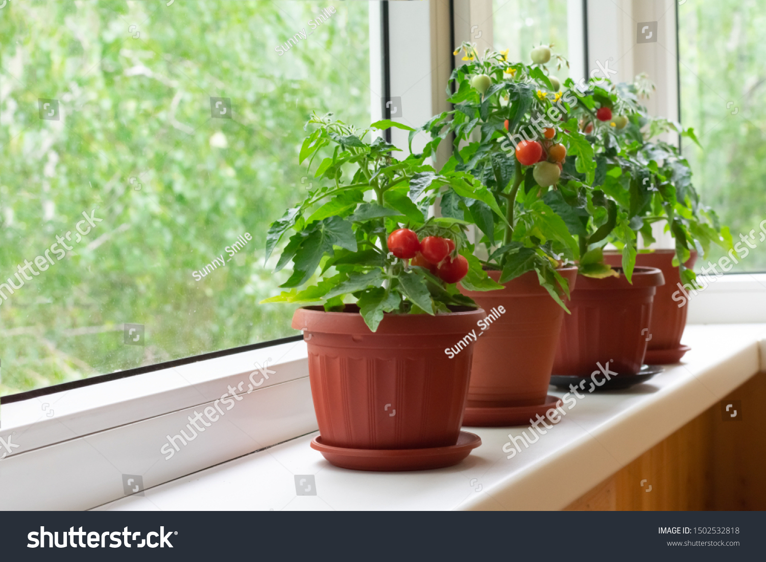 Small bush of balcony cherry tomatos in brown pots on white windowsill. Gardening tomatoes in the home at summer #1502532818