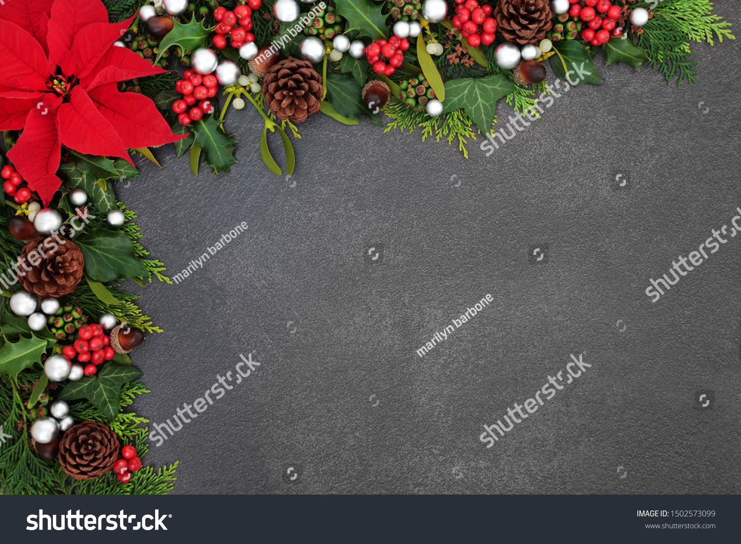 Poinsettia flower background border with silver ball baubles, holly, mistletoe and winter flora on grunge grey background with copy space. Traditional Thanksgiving or Christmas theme. #1502573099