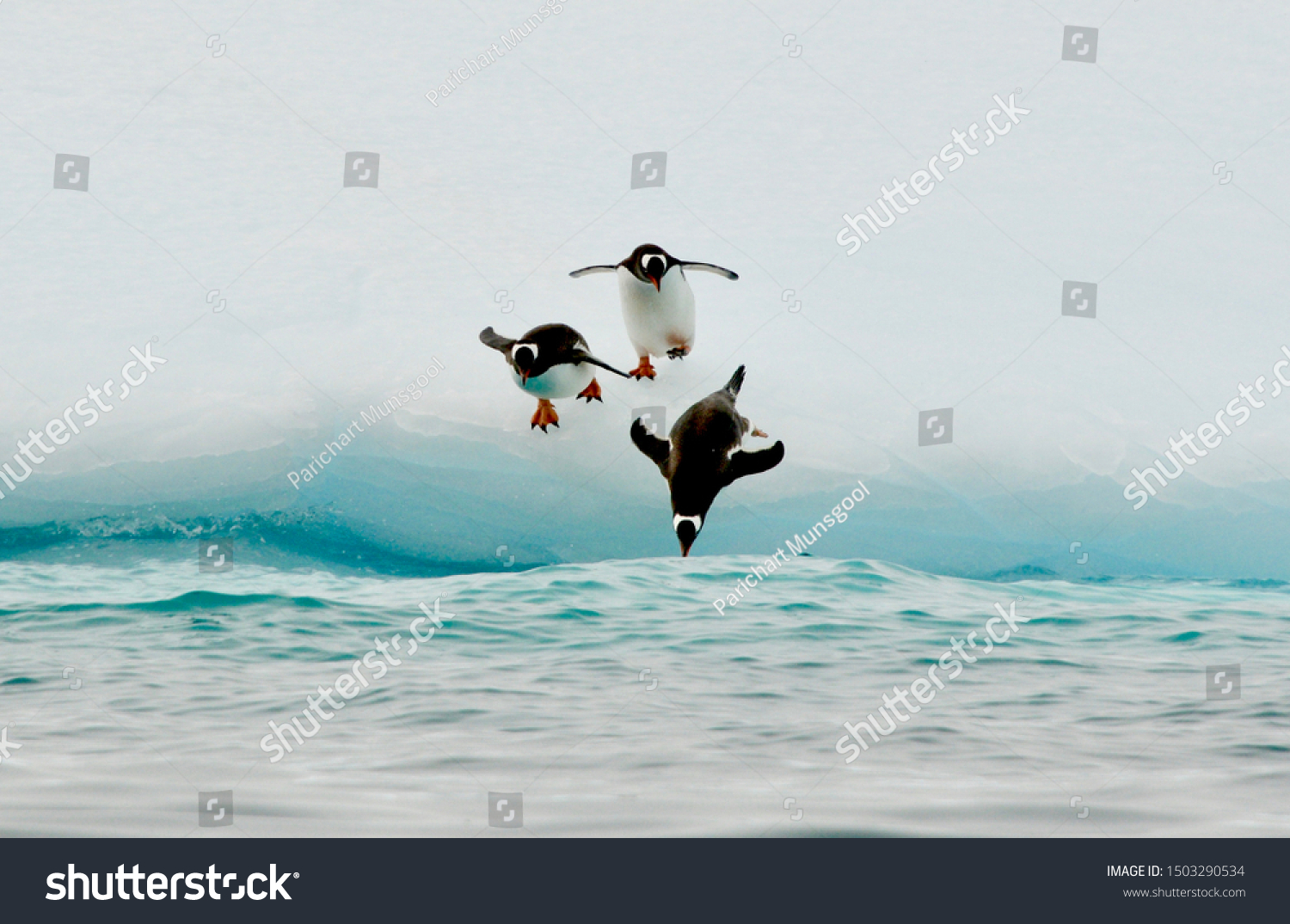 Three penguins are jumping into the ocean. #1503290534