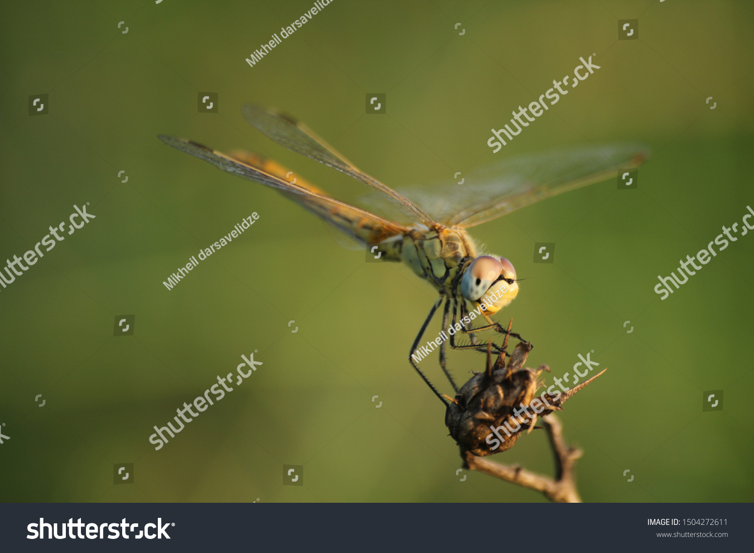 Beautiful yellow dragonfly. Close up dragonfly image. #1504272611