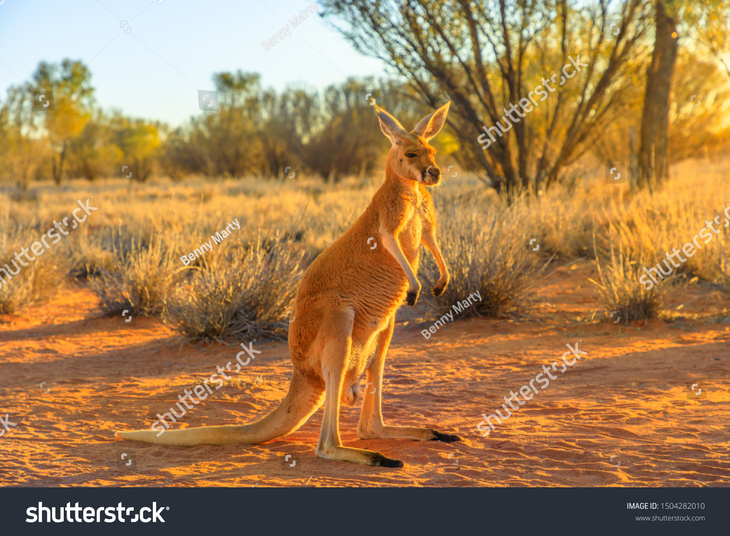 Side view of red kangaroo, Macropus rufus, standing on the red sand of outback central Australia. Australian Marsupial in Northern Territory, Red Center. Desert landscape at golden sunset. #1504282010