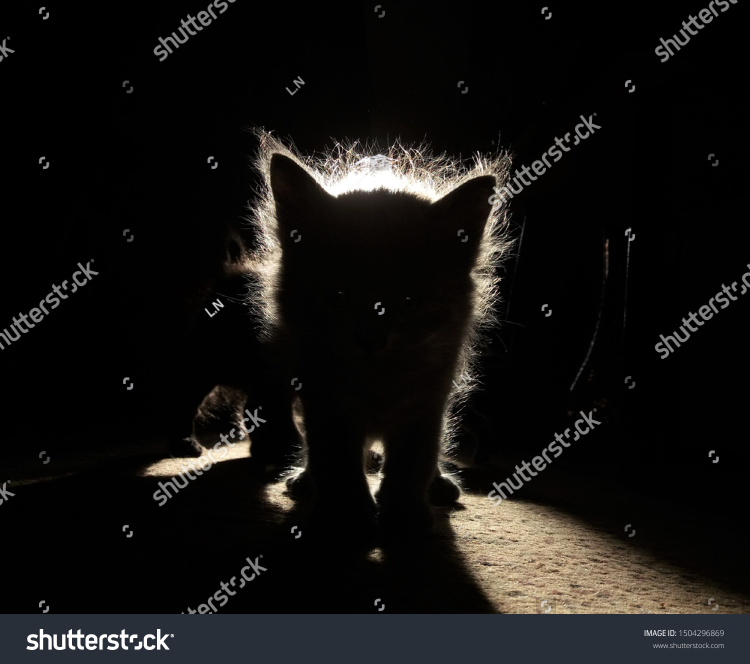 Silhouette Fluffy Kitten against the sunlight  #1504296869