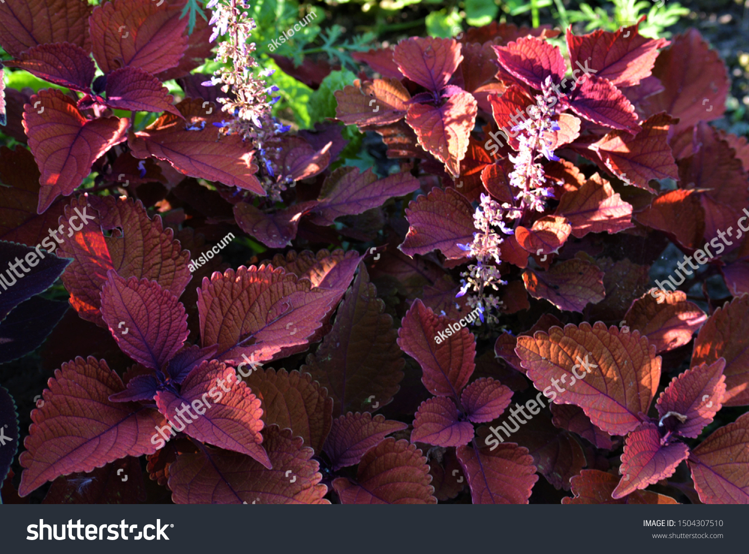 Perilla frutescens var. crispa, or shiso, belongs to the genus Perilla, in the mint family, Lamiaceae. Shiso is a perennial plant that may be cultivated as an annual in temperate climates. #1504307510