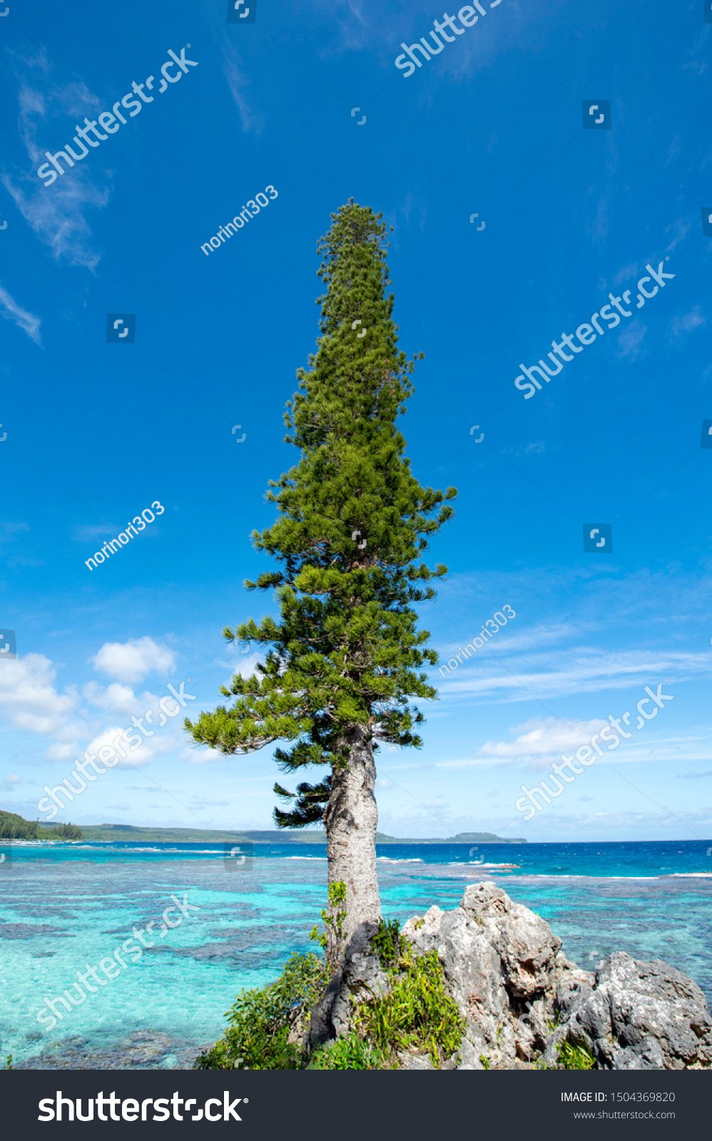 New Caledonia Loyalty Islands Male Island Cedar on the Tadine Coast #1504369820