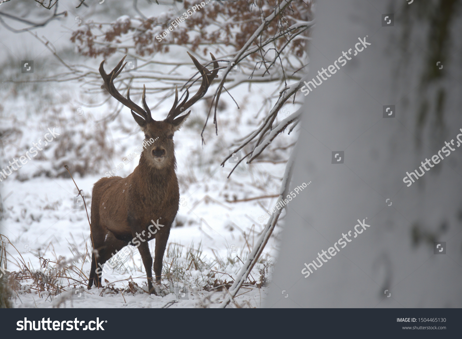 Red deer stags on a cold winters day. #1504465130