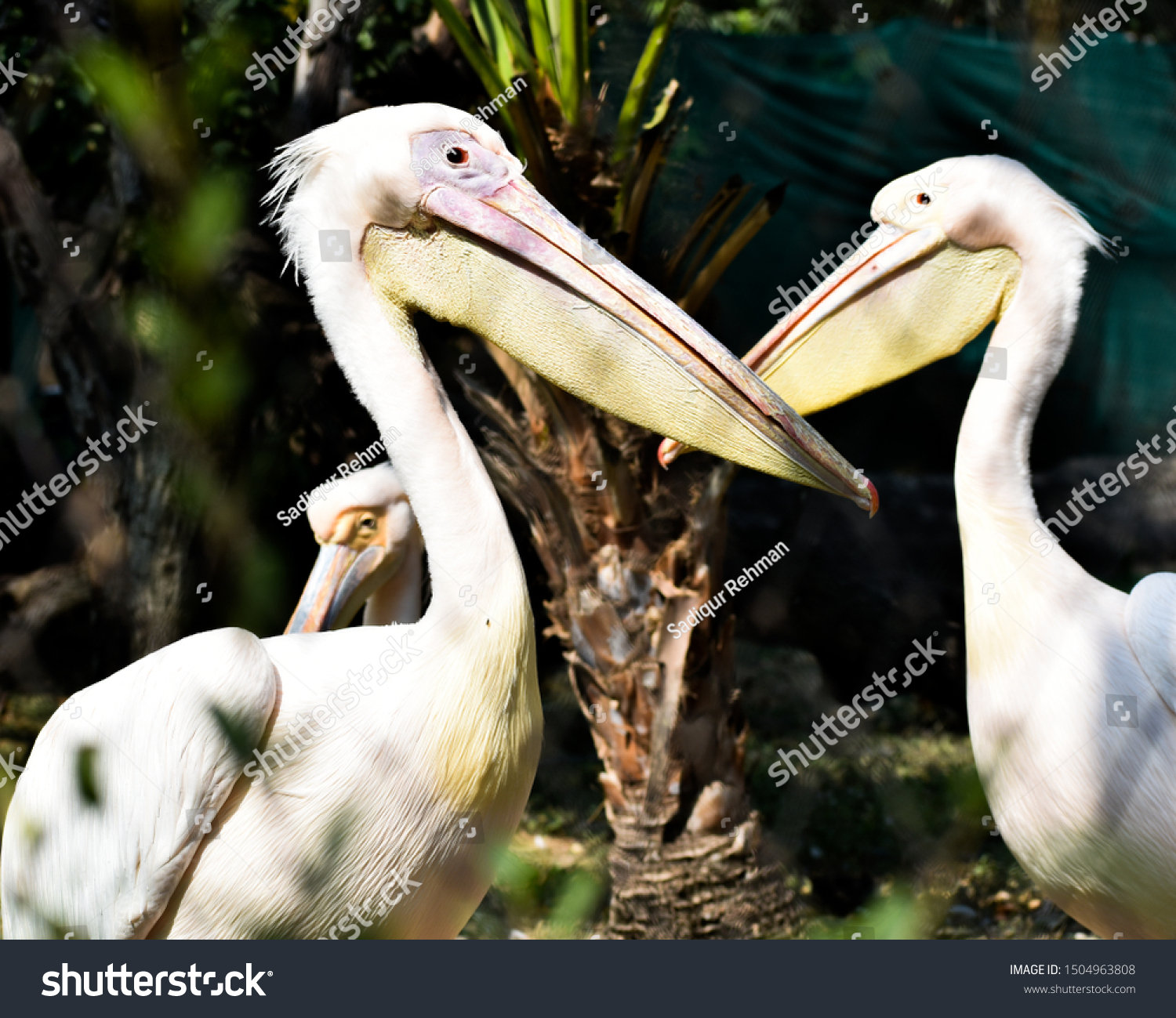 Beautifully lit picture of opposite facing pelican birds.  #1504963808