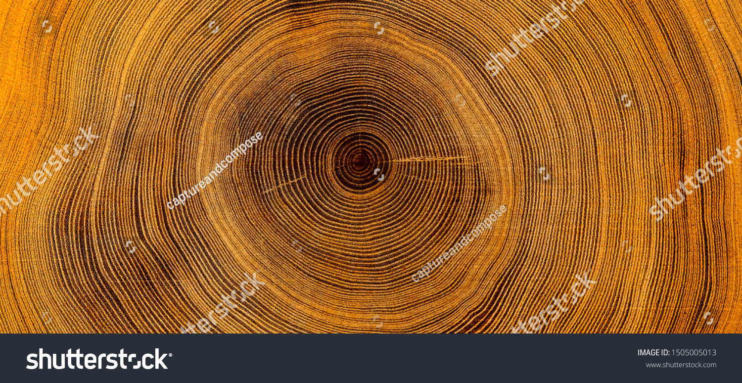 Old wooden oak tree cut surface. Detailed warm dark brown and orange tones of a felled tree trunk or stump. Rough organic texture of tree rings with close up of end grain. #1505005013
