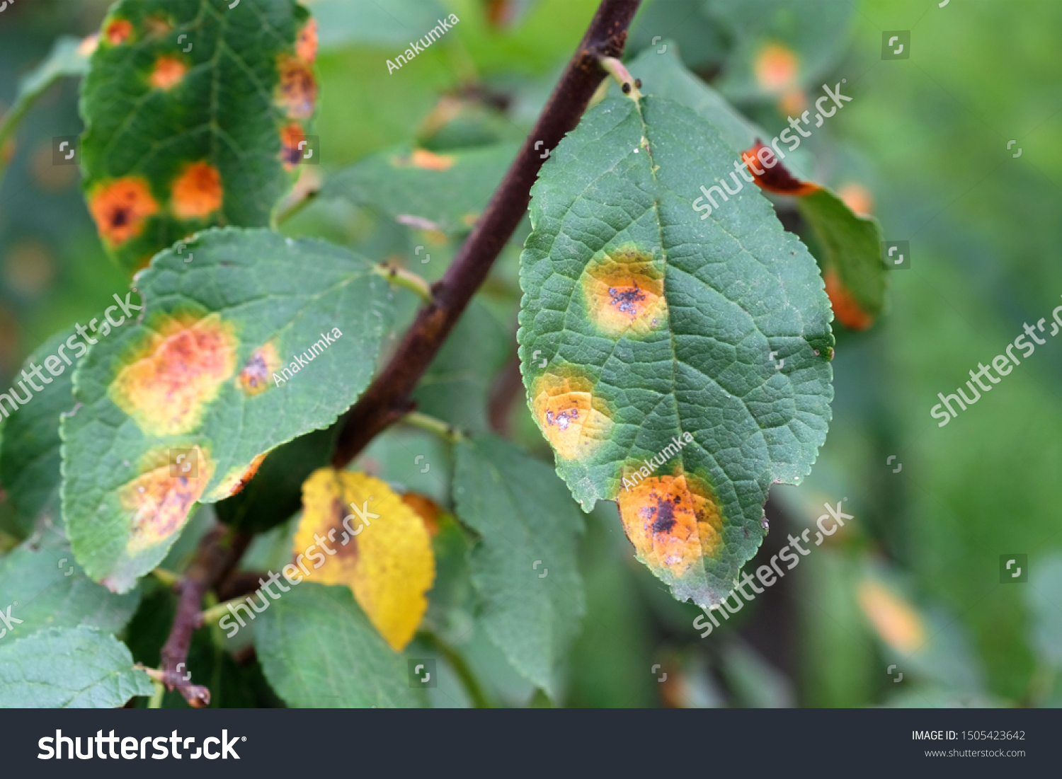 Apple tree branch with green leaves affected by a fungal disease rust. A branch of a rusted apple tree. Pest control and protection of gardens from diseases. #1505423642