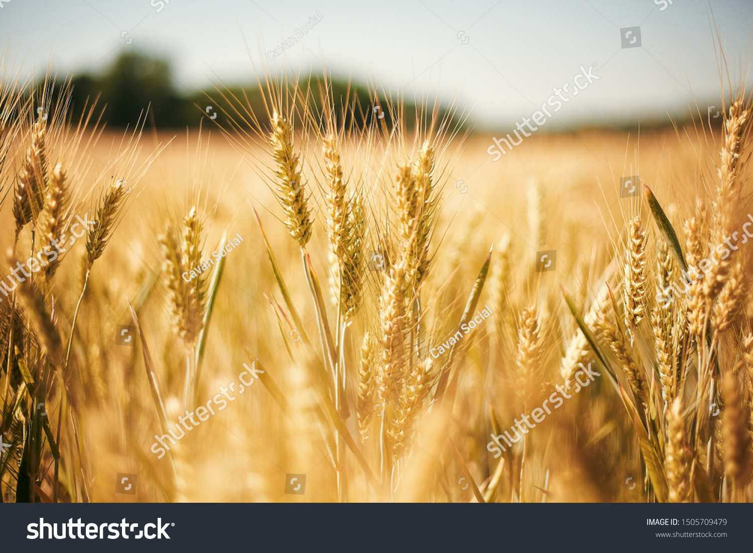 Golden wheat field in Provins, France #1505709479