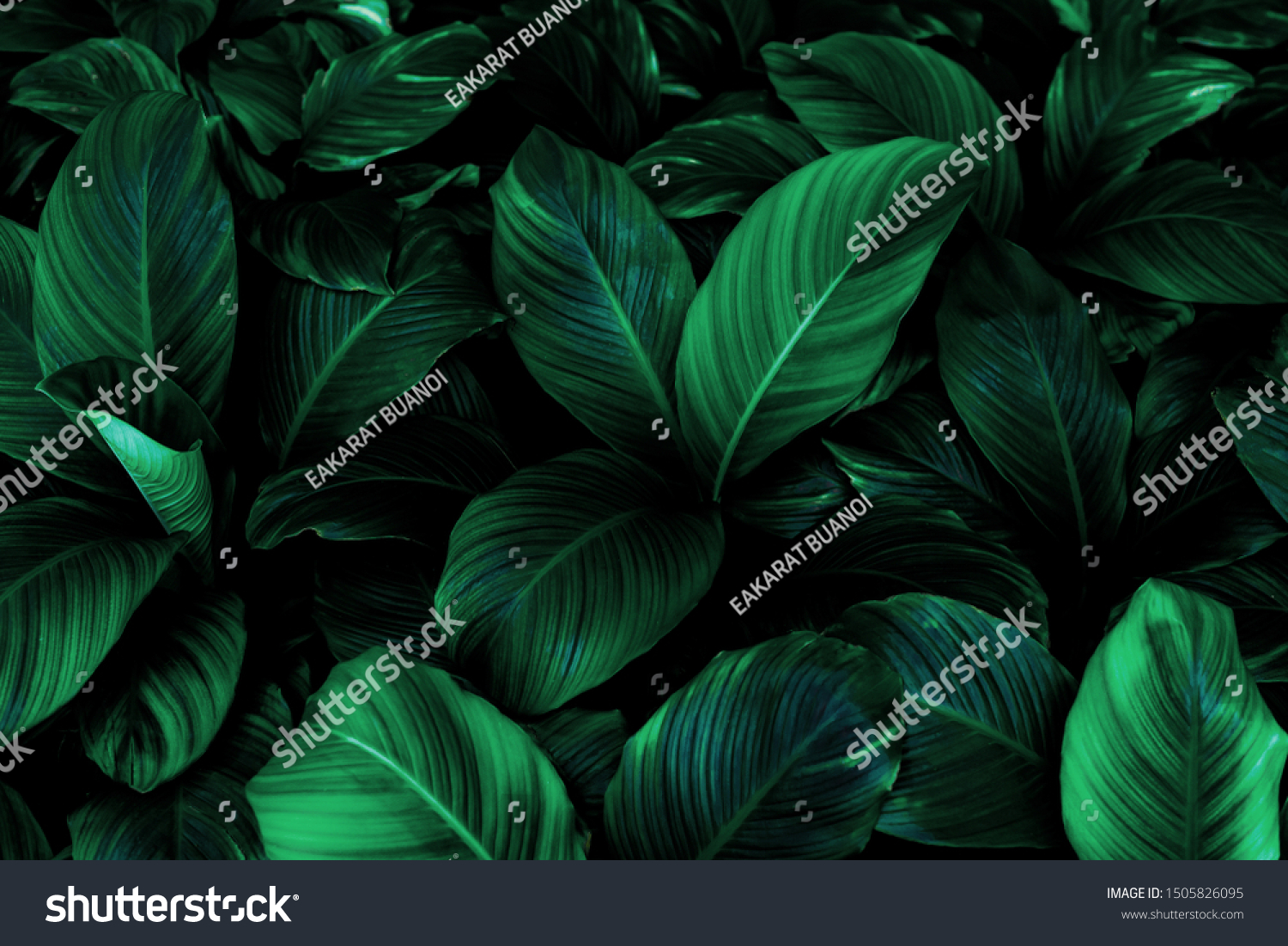 Spathiphyllum cannifolium leaf concept, dark green abstract texture, natural background, tropical leaves in Asia and Thailand #1505826095