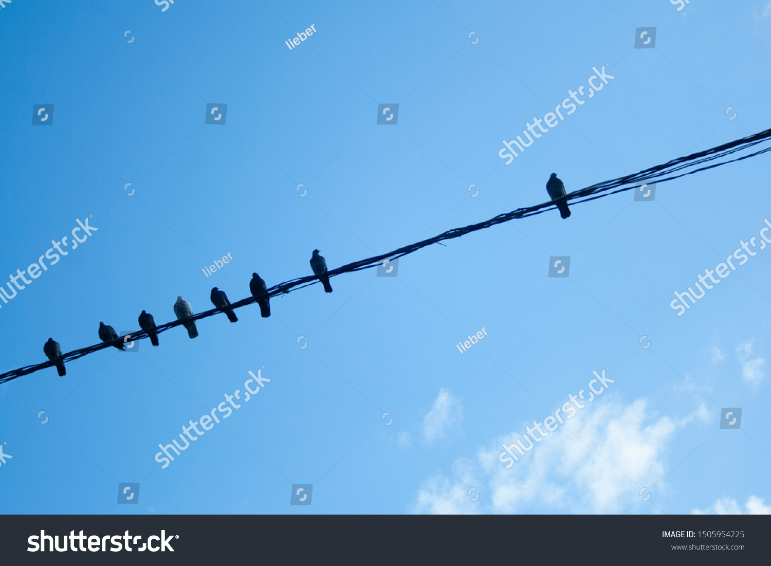 Individuality concept, independent thinker symbol, many pigeon birds on a wire with one individual in the opposition as a business icon. herd thinking #1505954225
