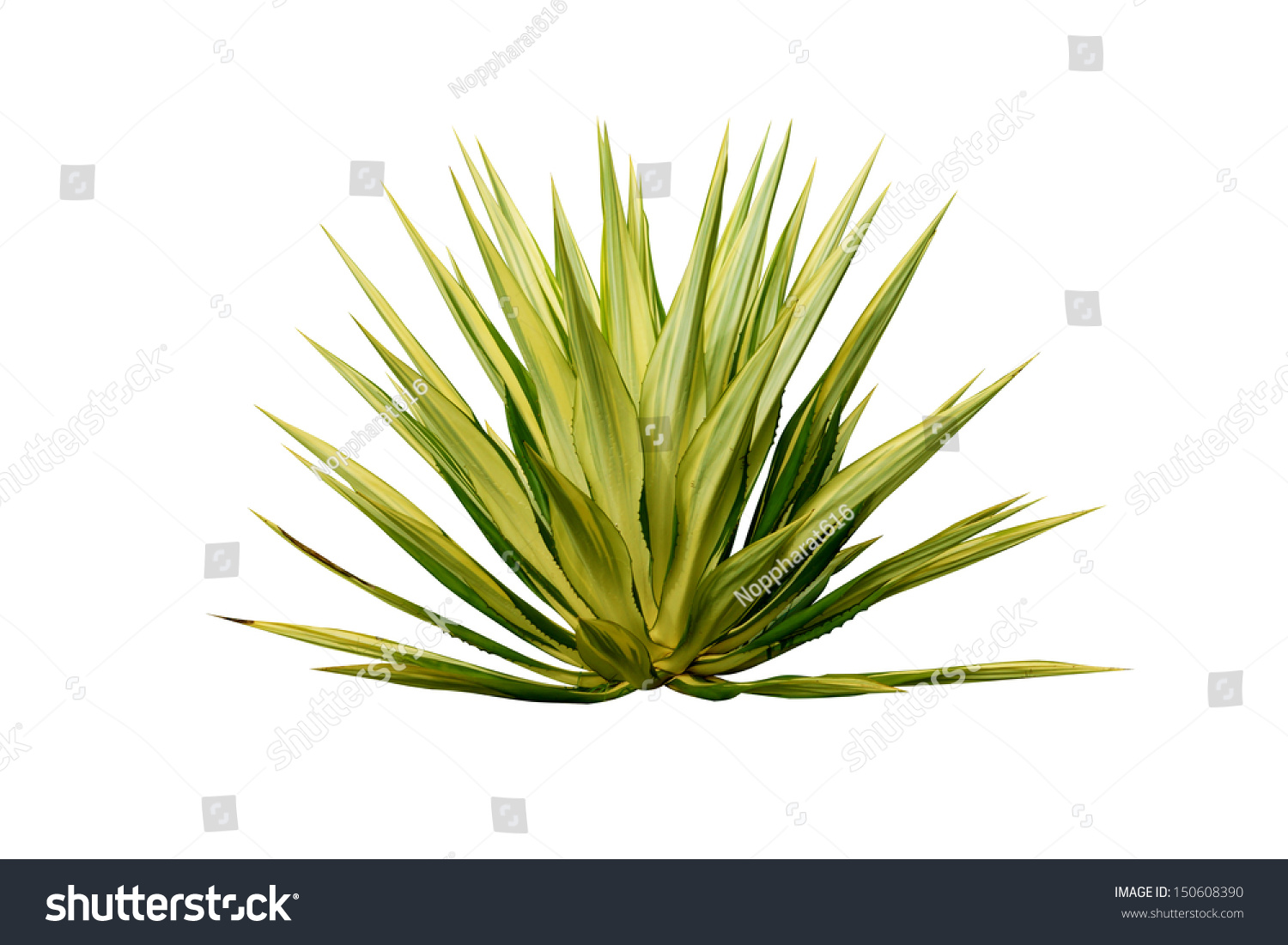 Agave plant isolated on white background. #150608390