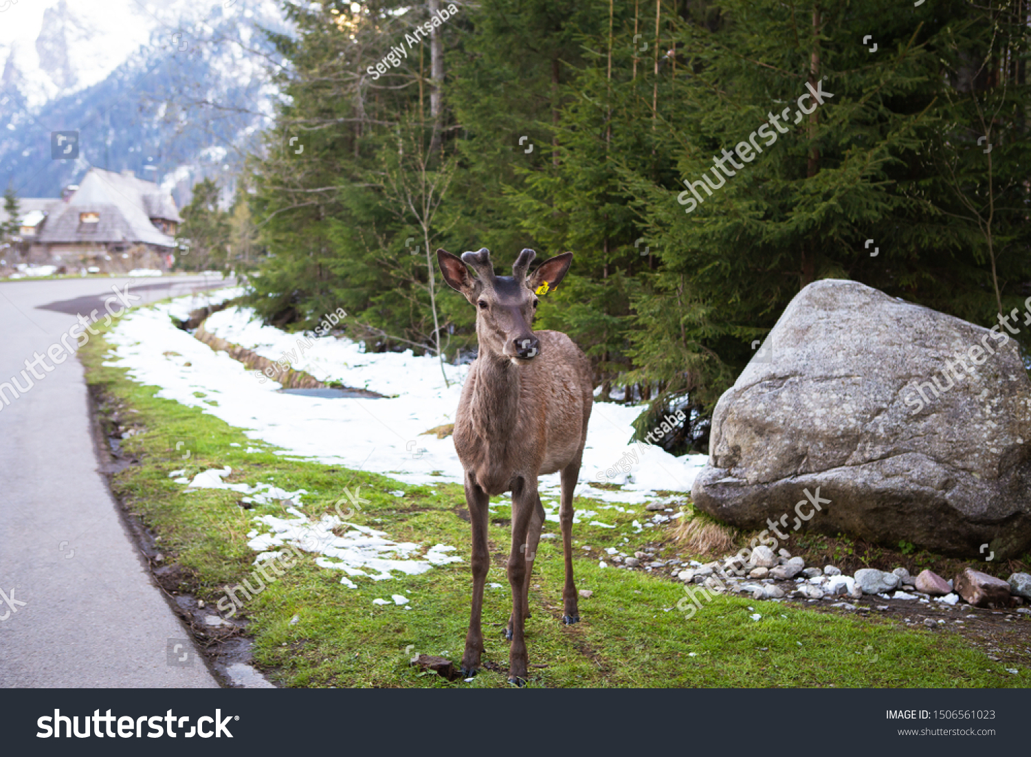 A beautiful and cute deer stands near the road near the high mountains.  Dense forest.  Rest at nature. #1506561023