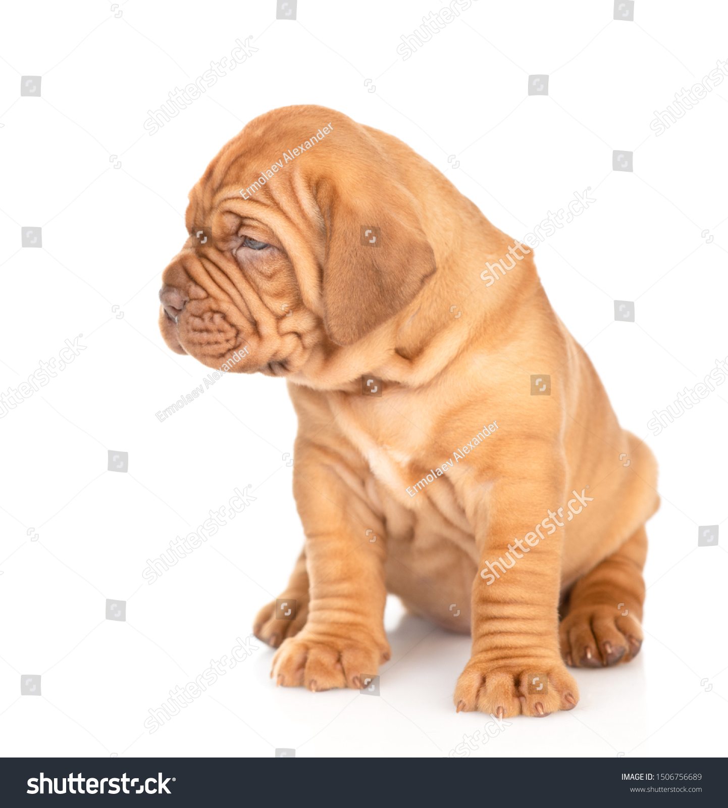 Bordeaux puppy sitting and looking away. isolated on white background #1506756689