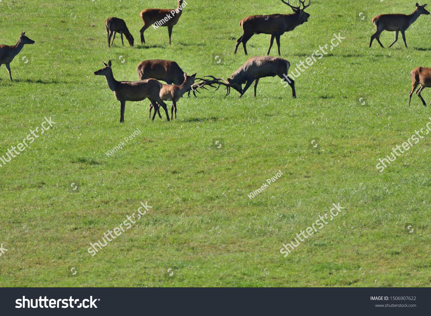 Two stags fighting with antlers in pairing season  #1506907622