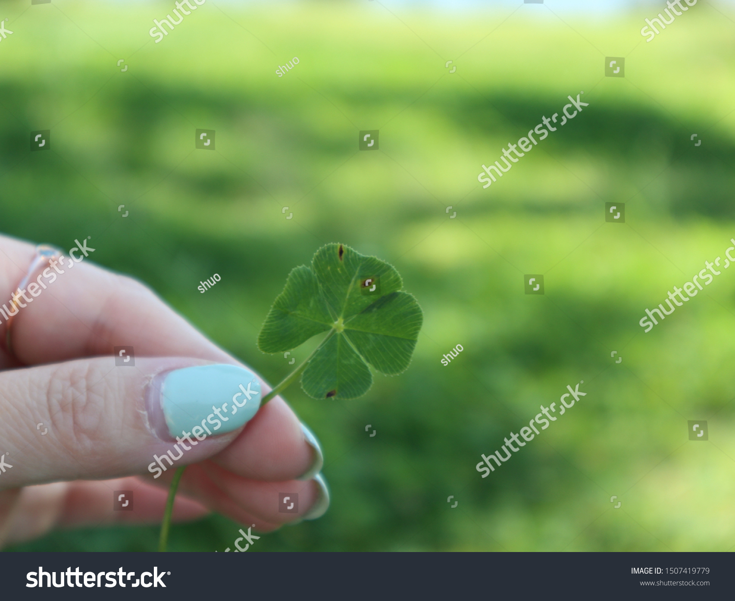 Four-leaf clover found in the park #1507419779