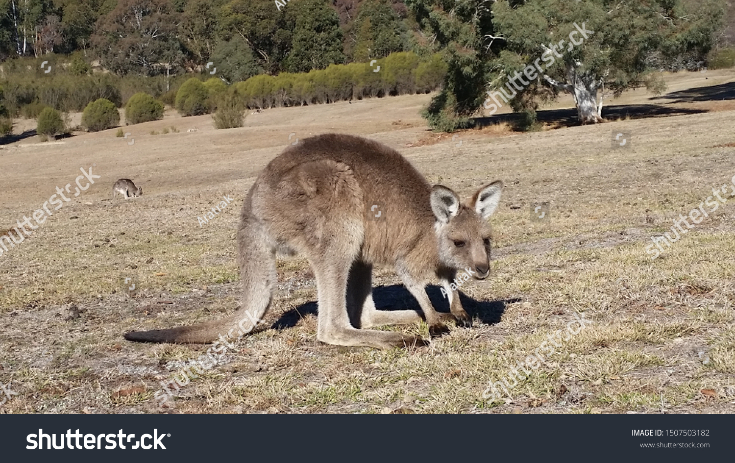 Aussy animals, Australian animals, marsupial animals #1507503182