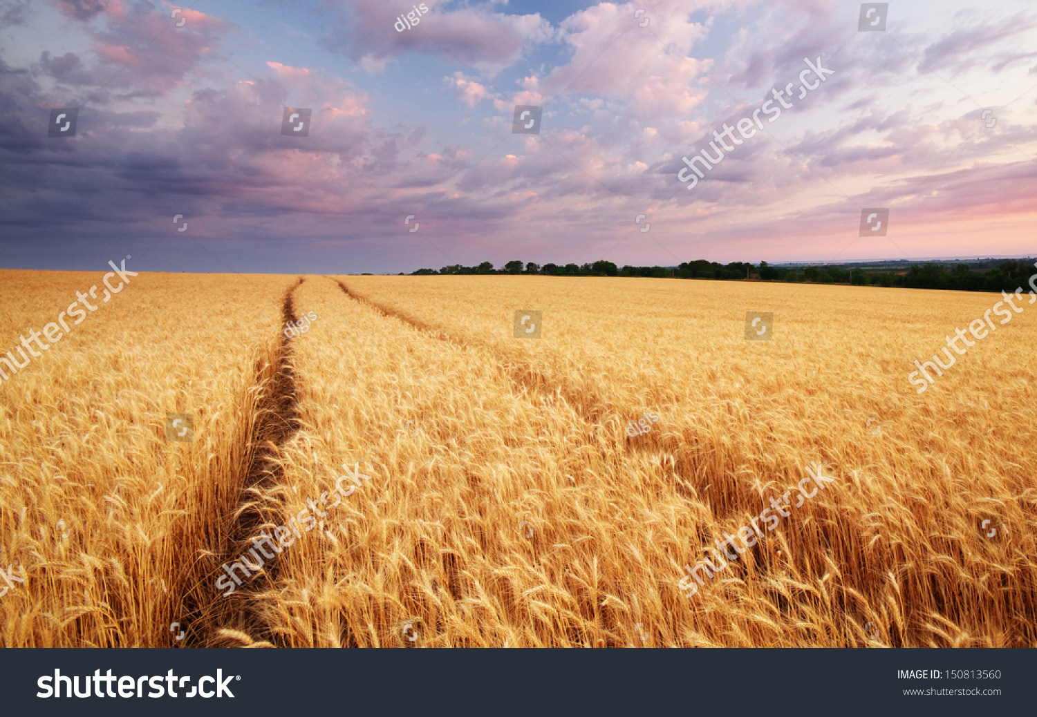 Meadow of wheat. Nature composition. #150813560