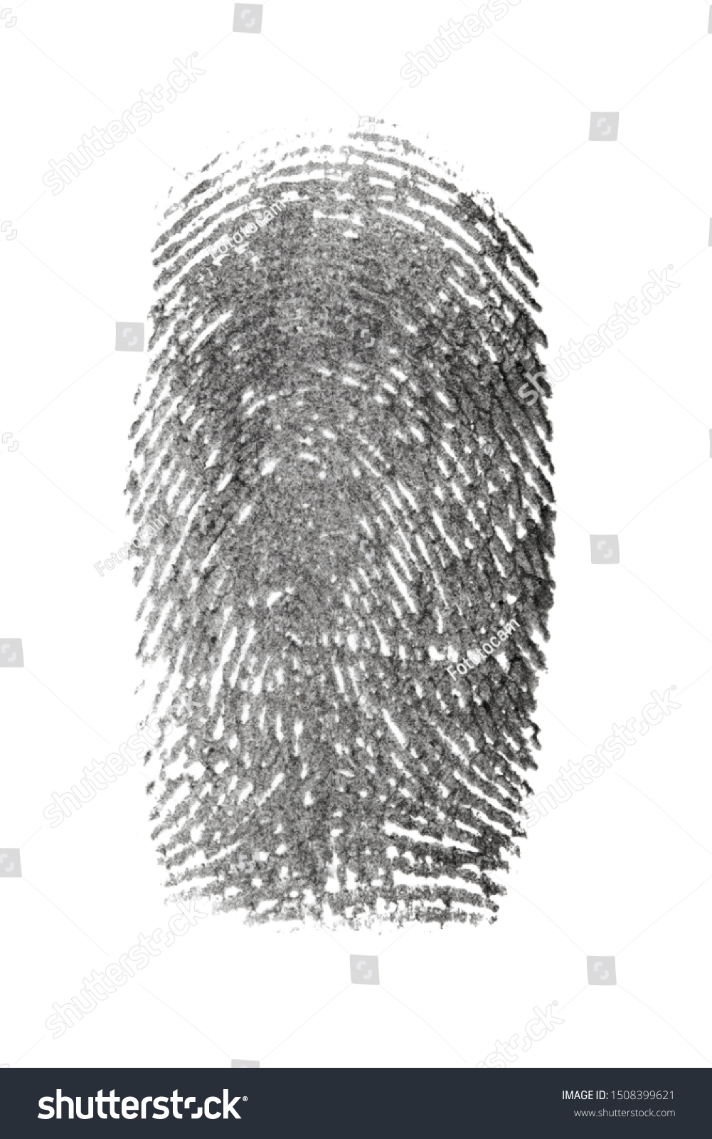 fingerprint pattern isolated on white #1508399621