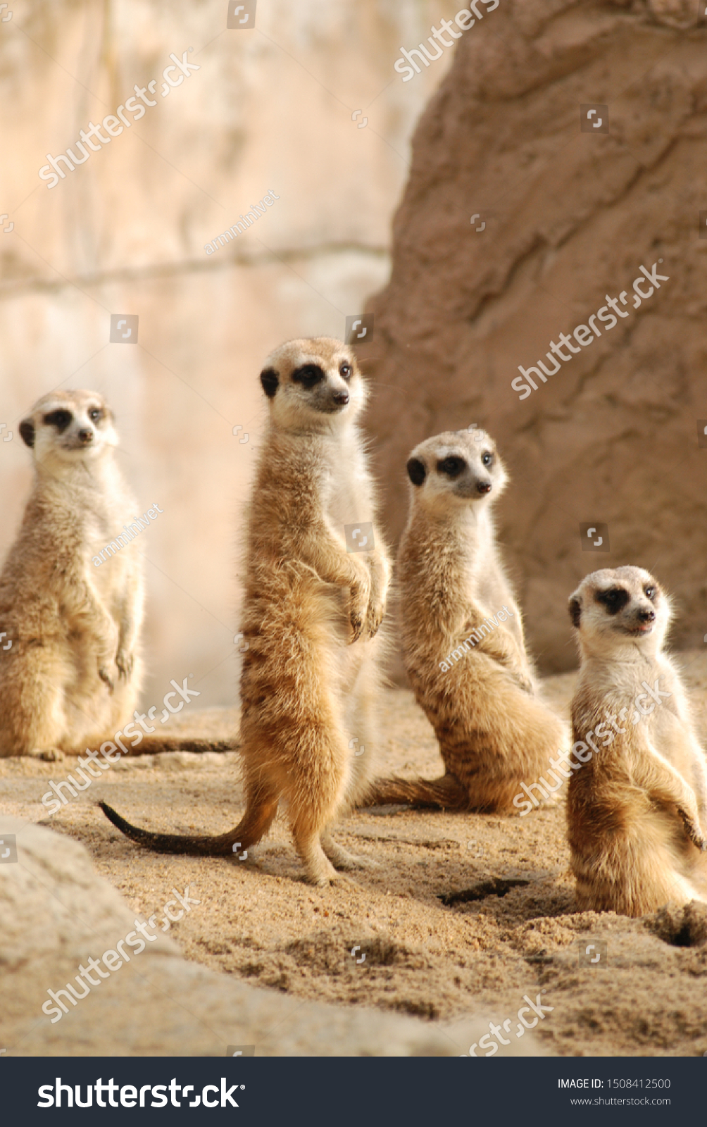 standing meerkat masses sun light #1508412500