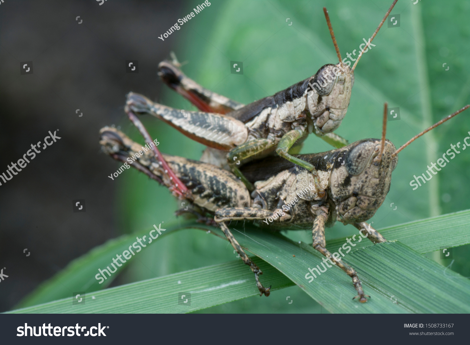 two small rice grasshoppers mating #1508733167