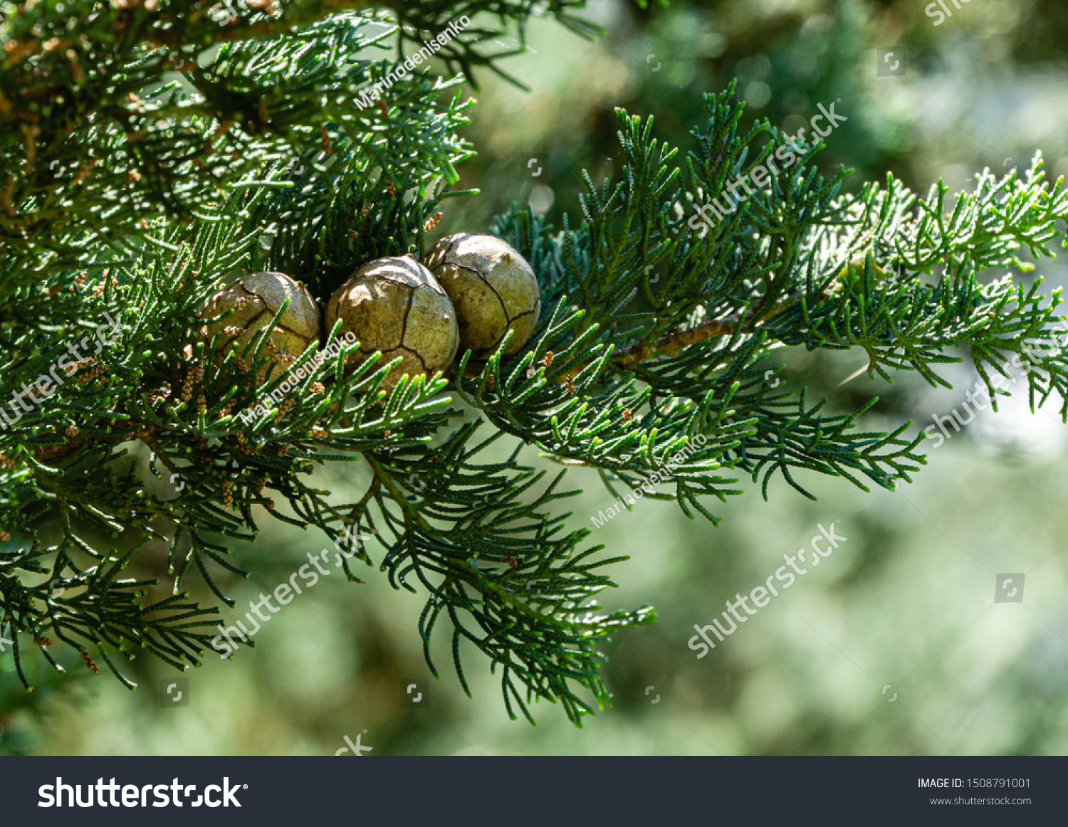 Branch of Mediterranean cypress with round cones seeds against sun on blurred spring green bokeh. Cupressus sempervirens, Italian cypress or pencil pine in city of Tuapse. Soft selective focus #1508791001