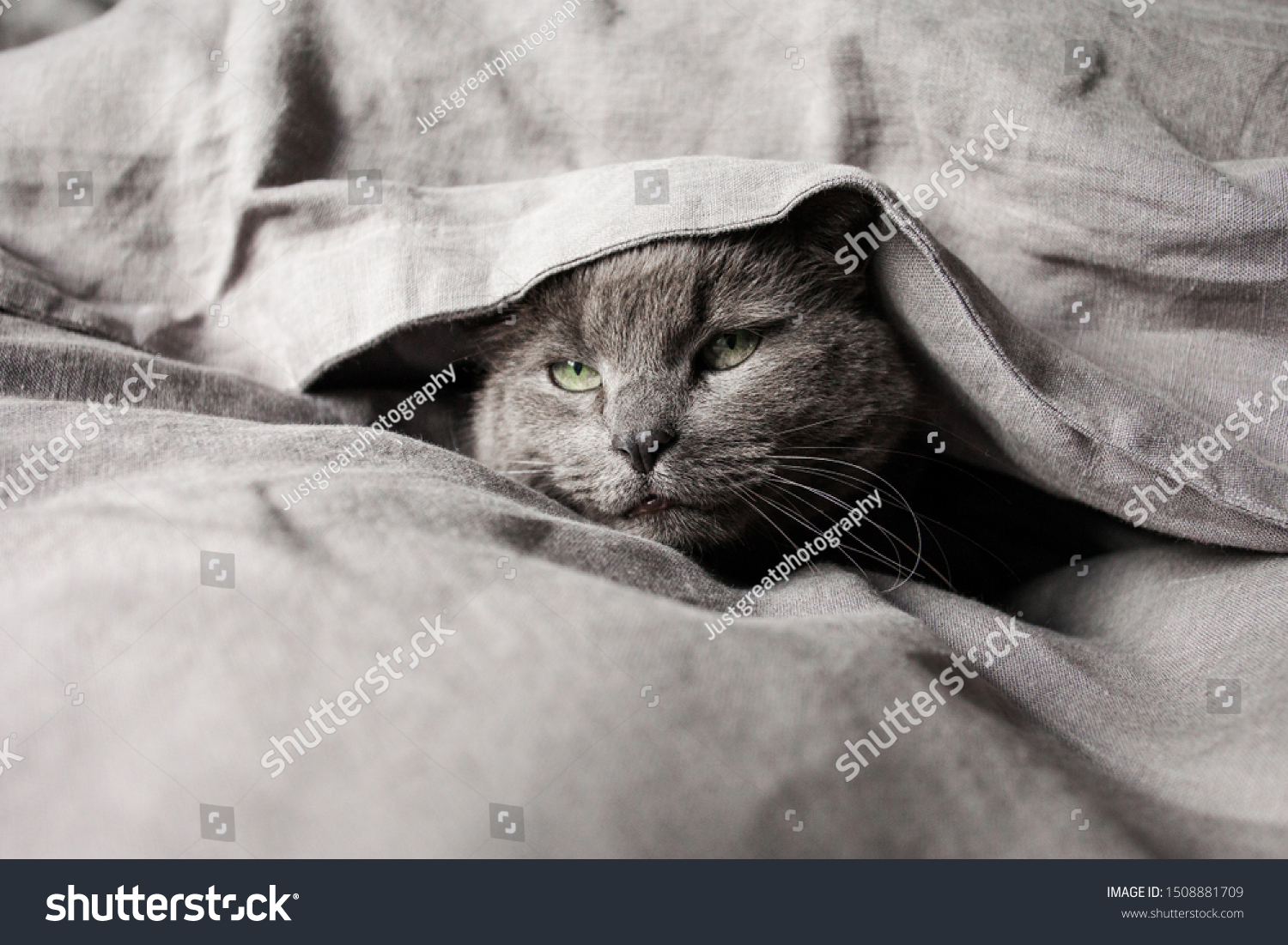 Grey cat in grey linen bed sheets #1508881709