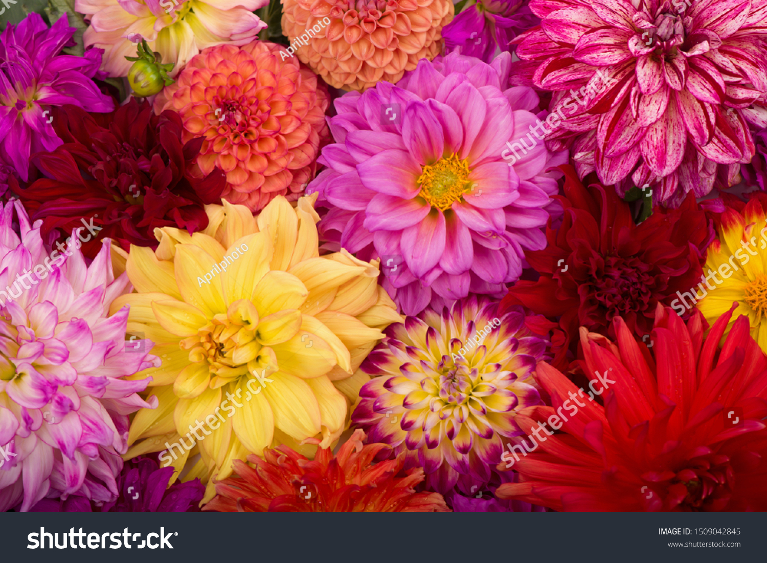 Red, white, yellow dahlia august colorful background. View of multicolor dahlia flowers. Beautiful dahlia flowers on green background. Summer flowers is genus of plants in sunflower family Asteracea #1509042845