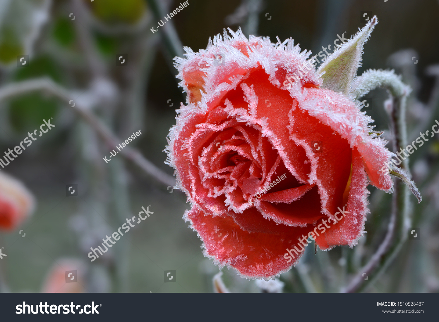 Rose blossom in autumn after a night frost 