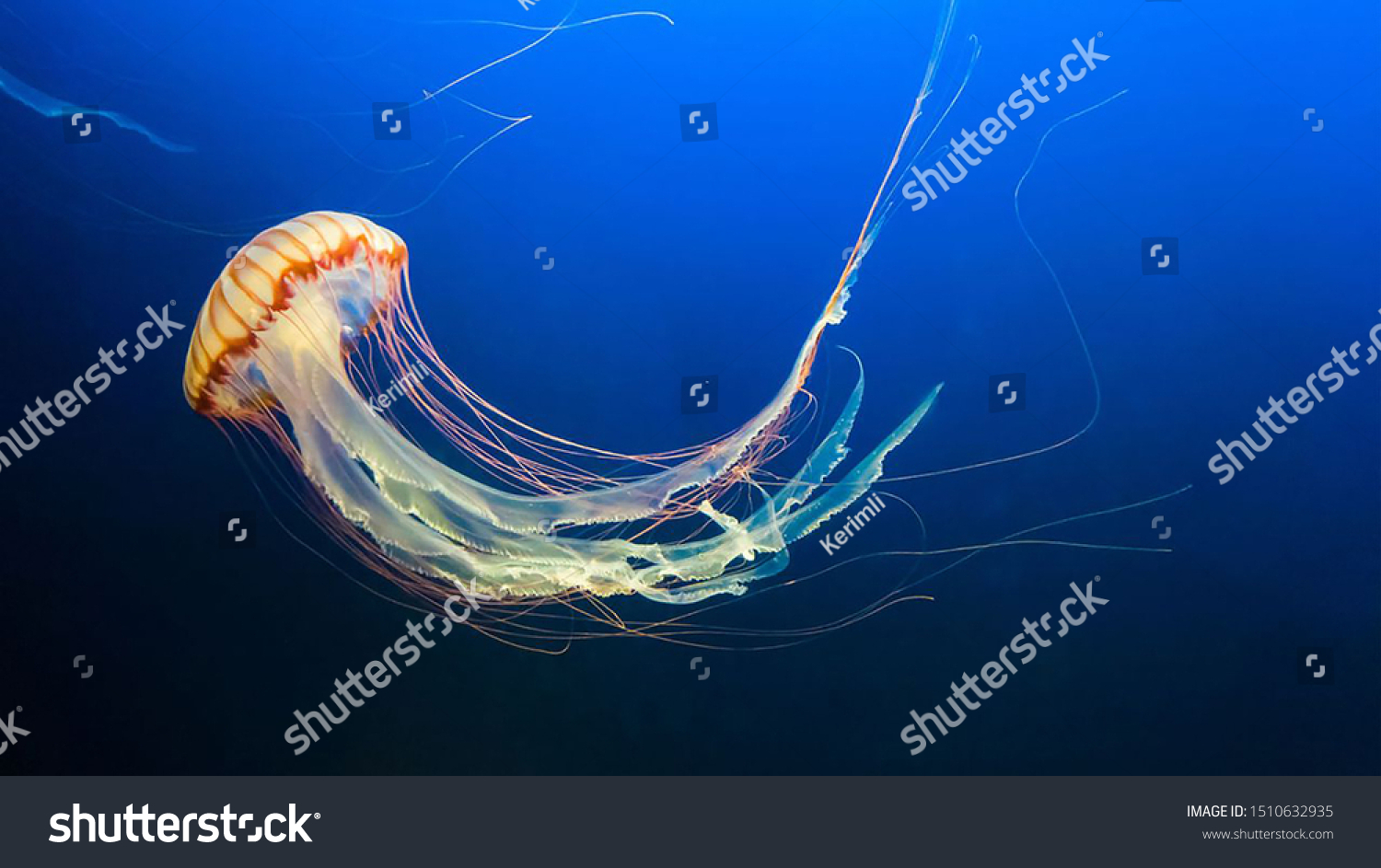 Yellow and orange Jellyfish dansing in the dark blue ocean water.  #1510632935
