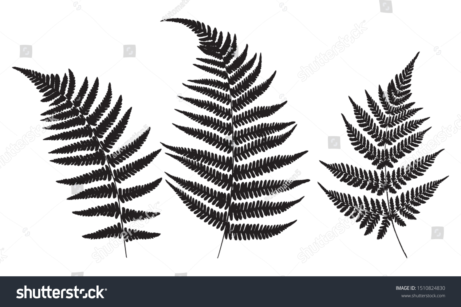 Three leaves of fern. Black isolated prints of fern leaves on the white background. Vector illustration.  #1510824830