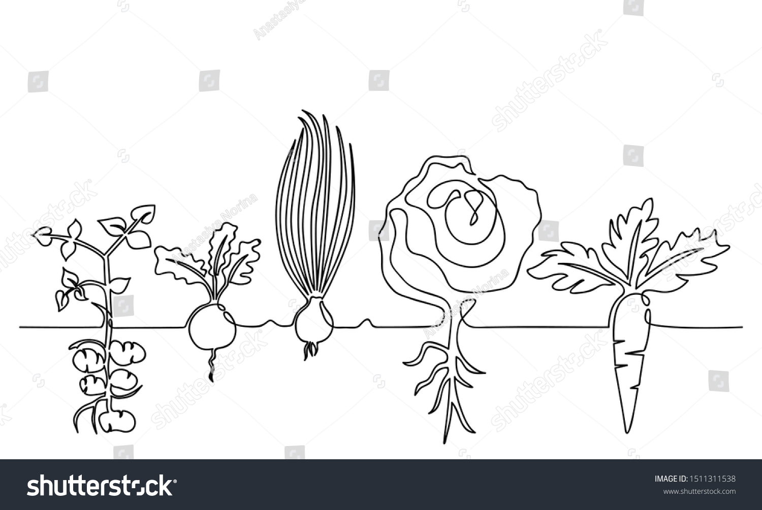 One lines drawing vector ripe vegetables set, black and white sketch of a family of plants growing in the ground, isolated on a white background. Edible harvest one line hand drawn illustration #1511311538