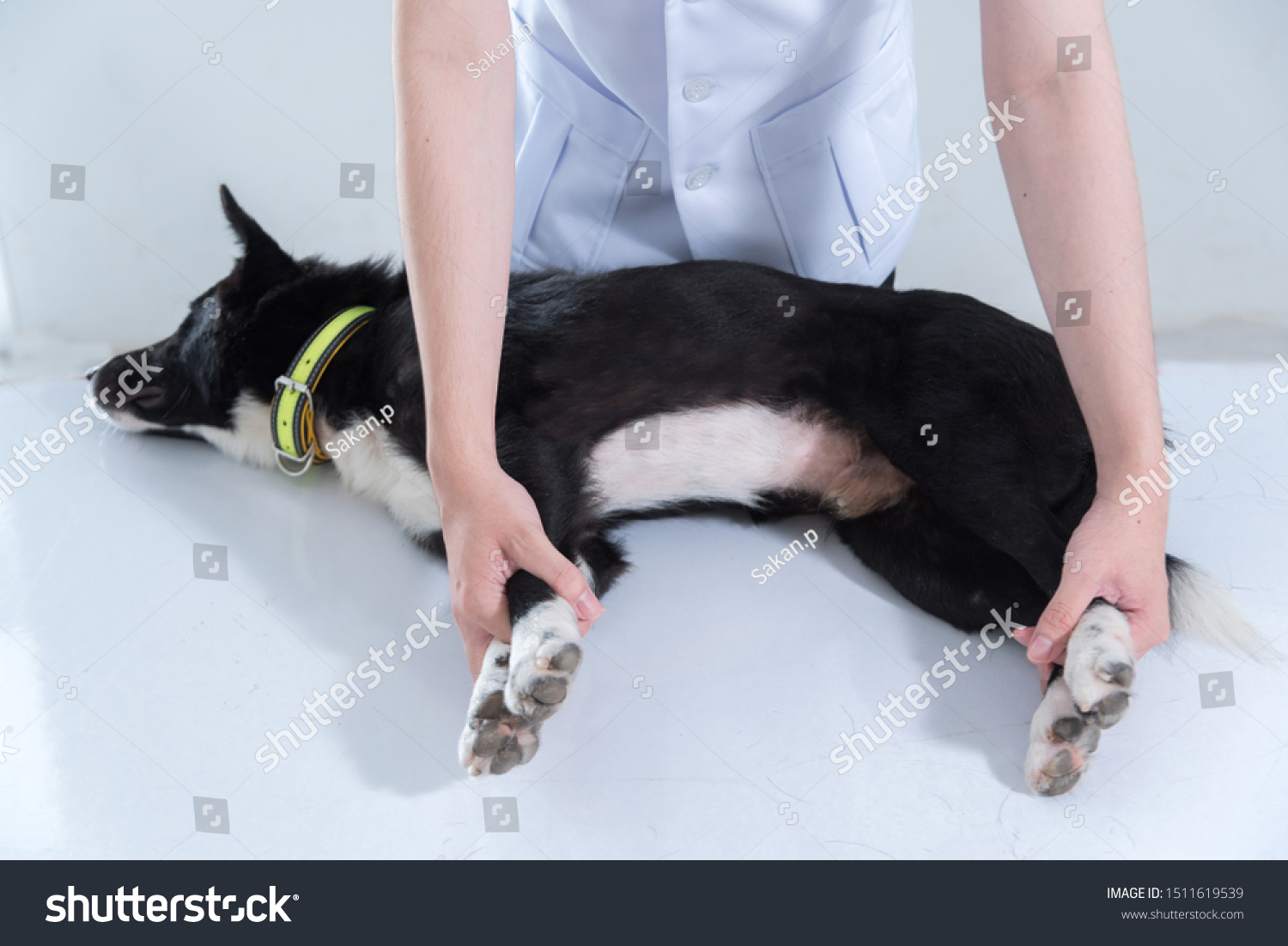veterinary have control and restraint a dog to immunize for control and prevention of rabies disease ,animal restraint concept

 #1511619539