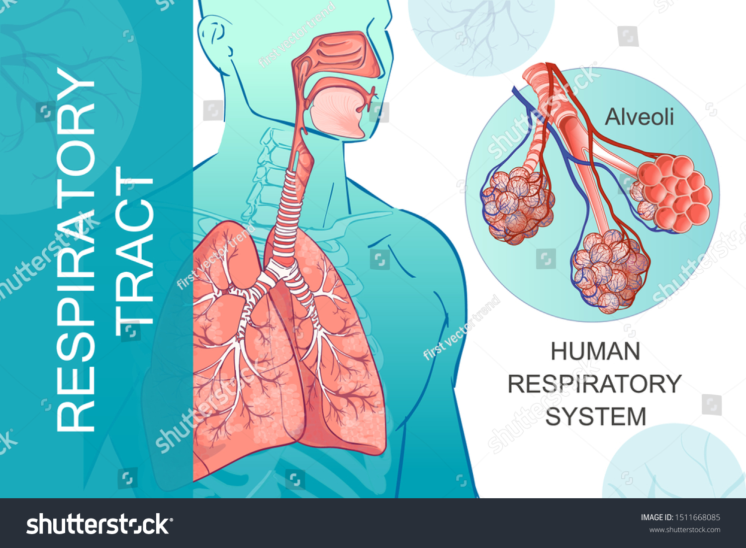 3d vector of the human Respiratory System, lungs - Royalty Free Stock ...